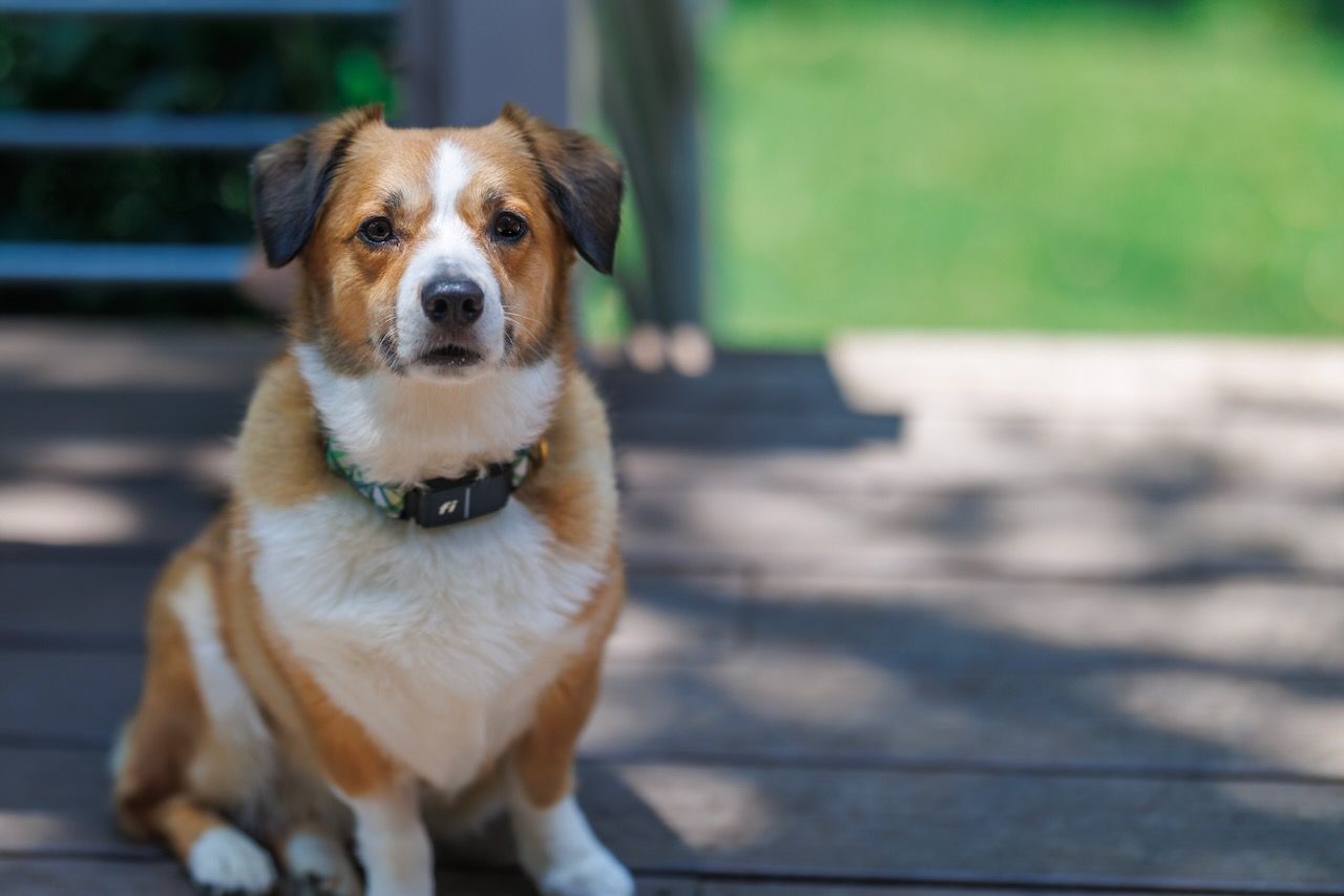Corgi dog sitting on wooden deck in bright sunlight.