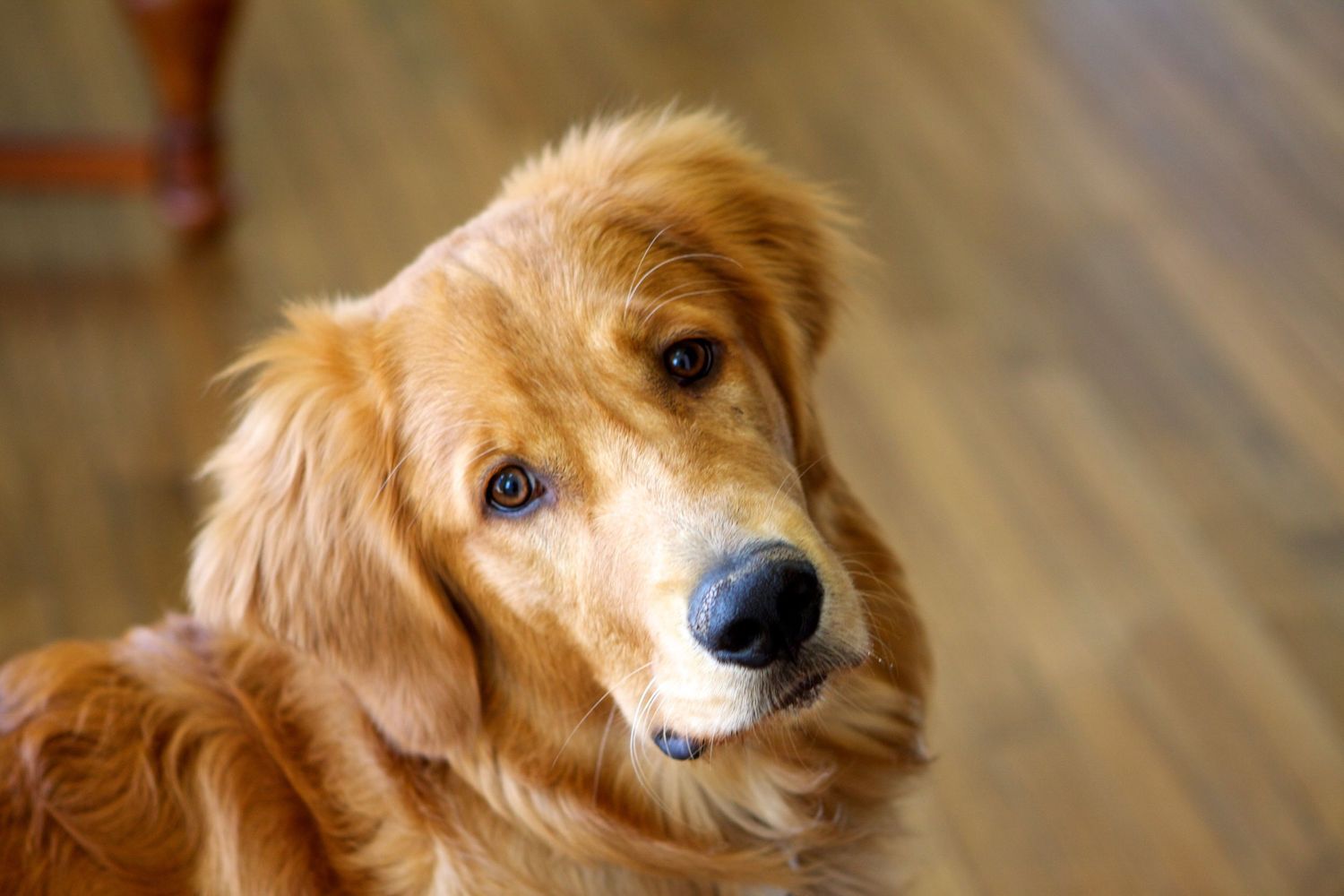 Golden retriever portraits showing the dog's gentle expression and flowing fur.