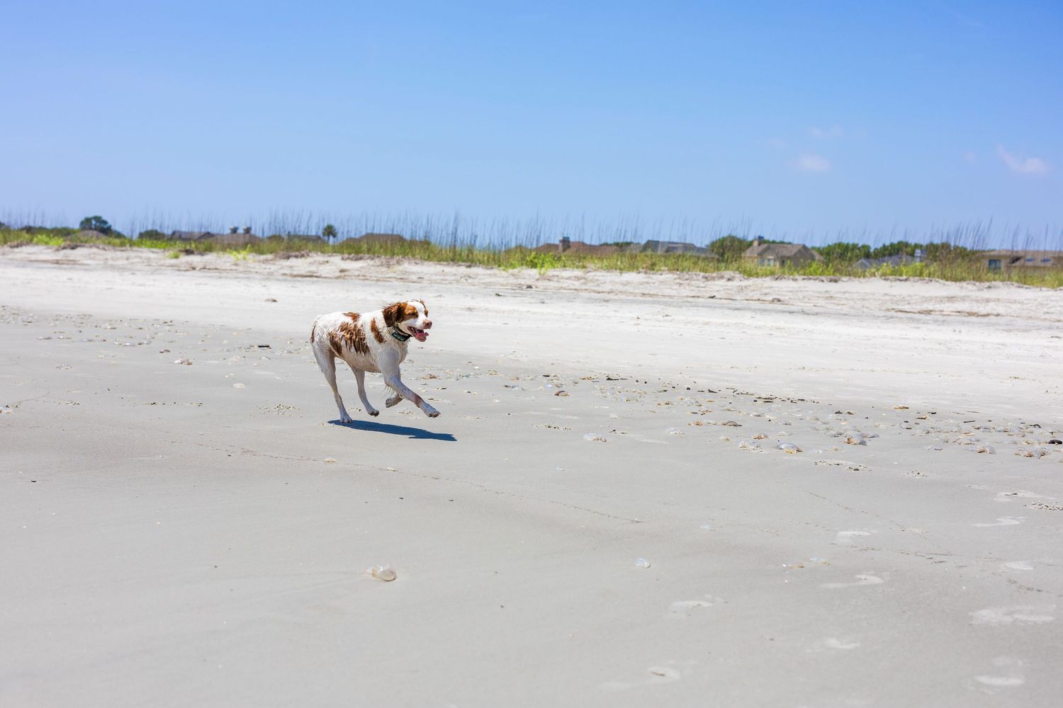 Dog running on empty white sandy beach.