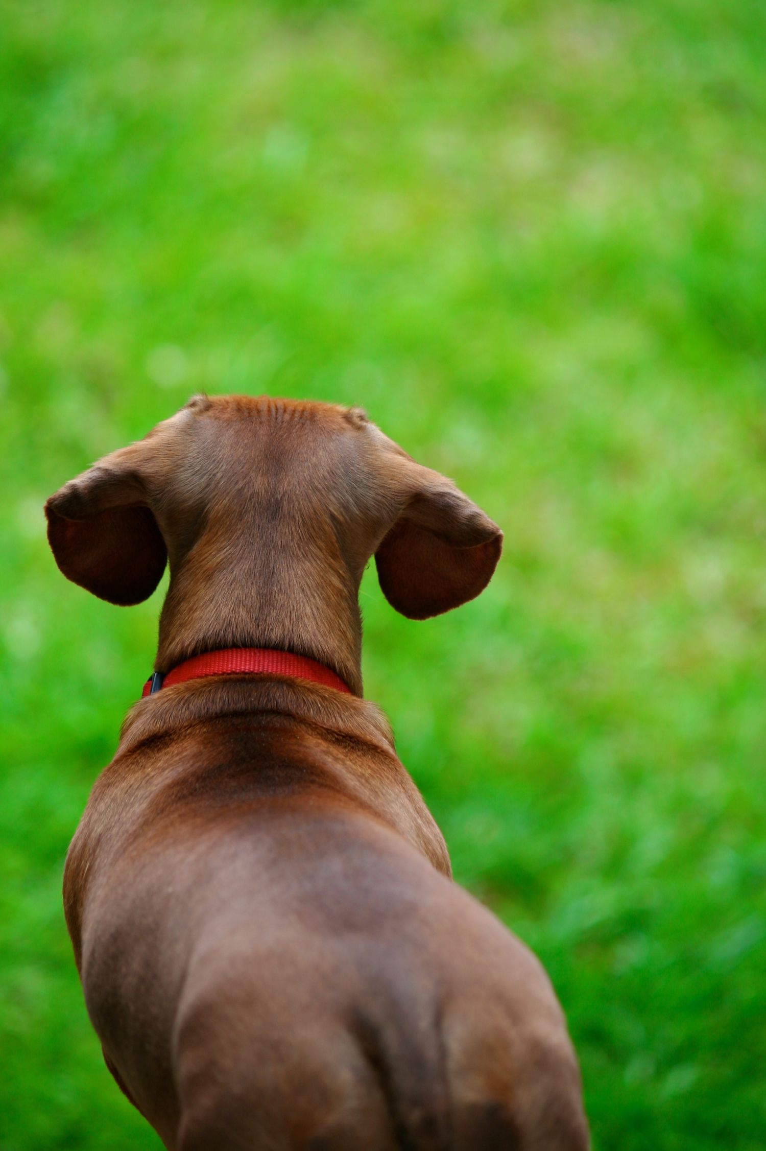 Back view of a brown dachshund with red collar looking ahead on green grass.