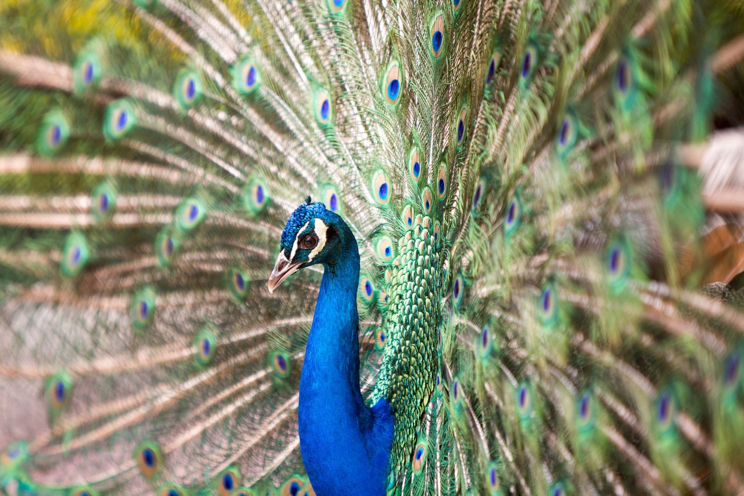 Vibrant blue peacock displaying its colorful feathers in a natural setting.