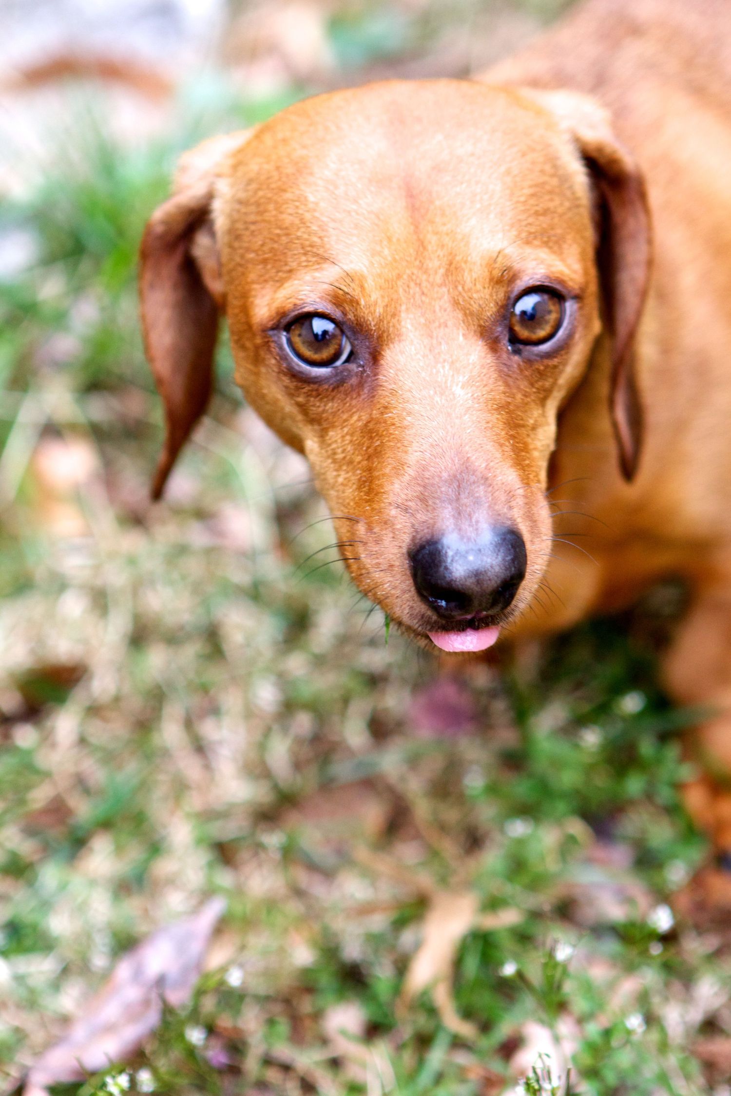Close-up sequence of a brown dachshund's face showing its expressive eyes and nose.
