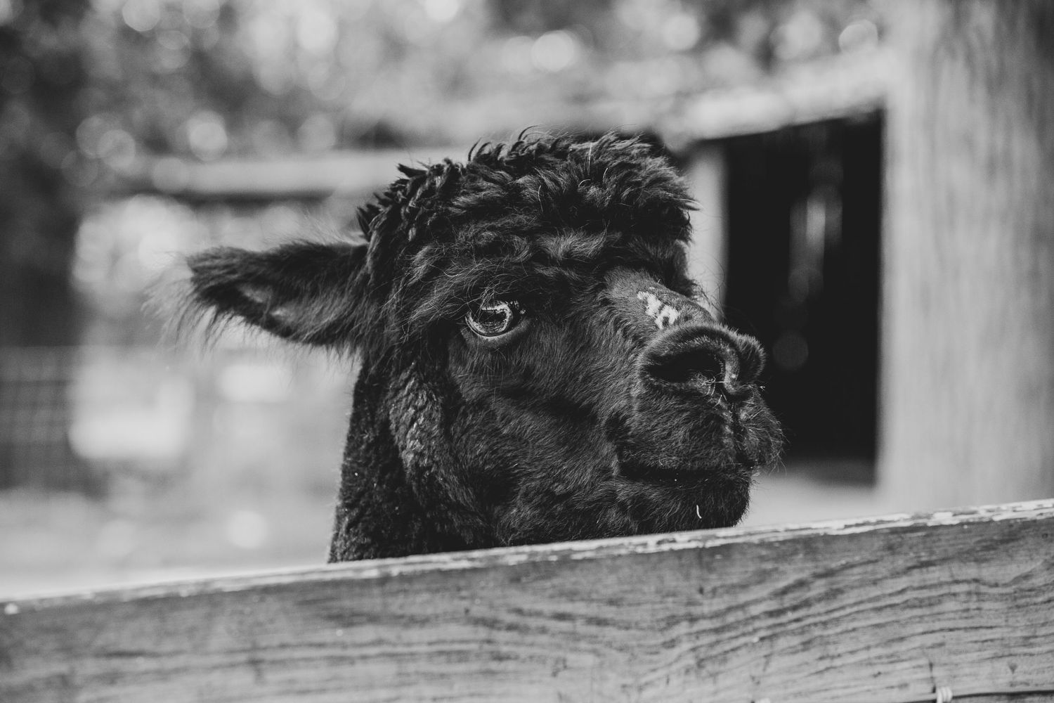 Black alpacas peering over wooden fence in black and white photography.