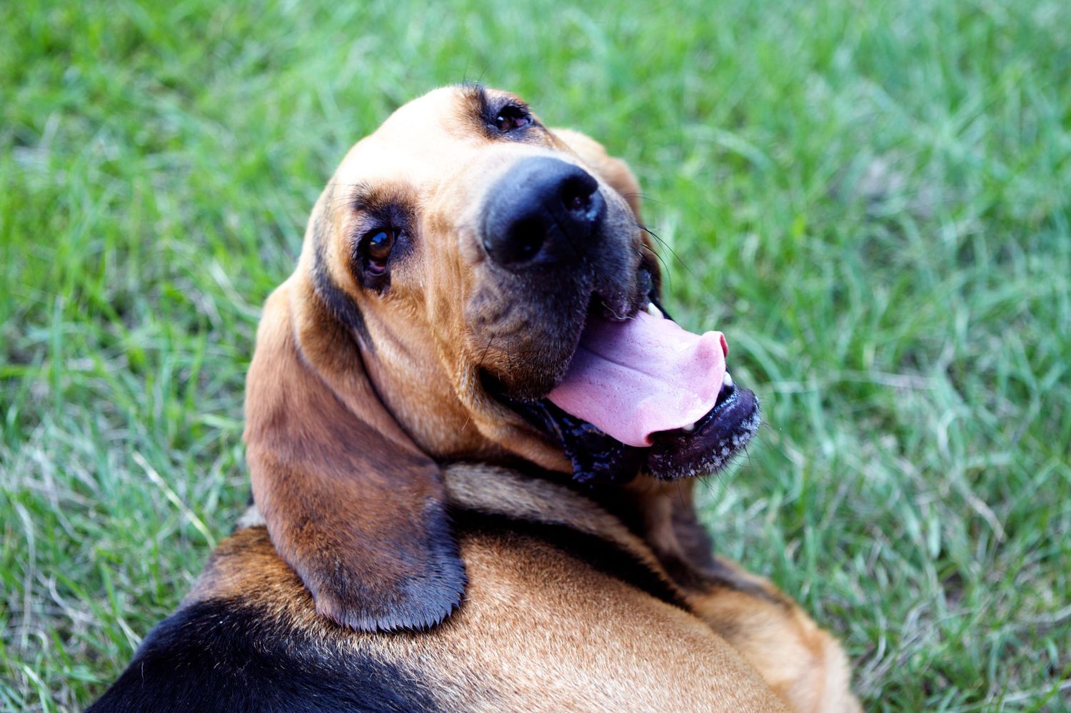 Happy beagle dog lying in green grass showing playful expression.