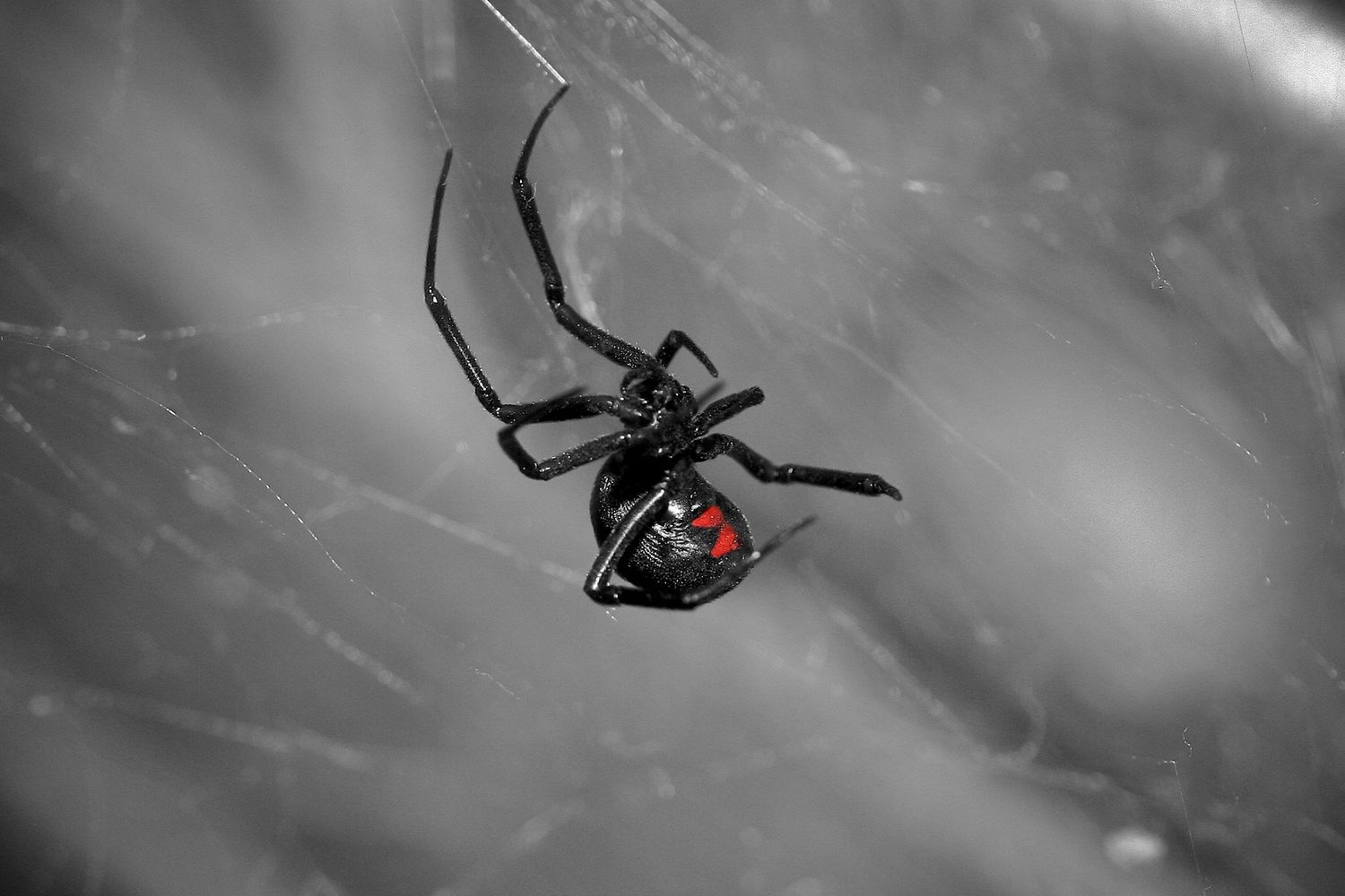 Black widow spider on web with distinctive red hourglass marking.