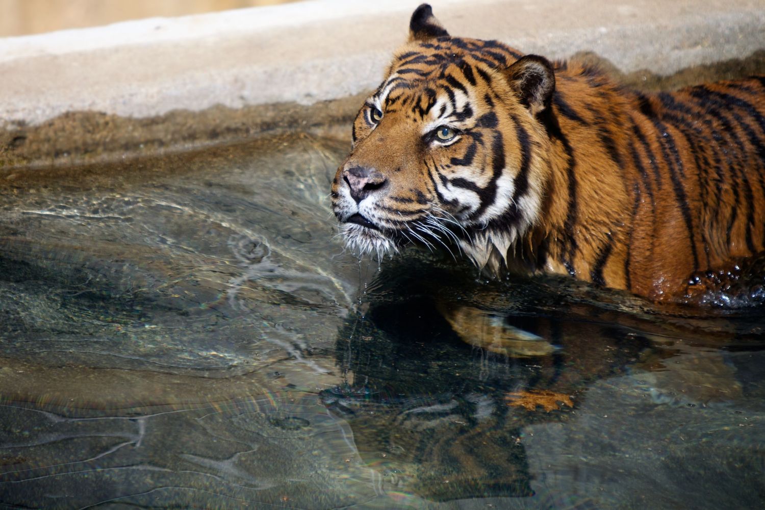 Tiger swimming in water showing striped fur pattern.