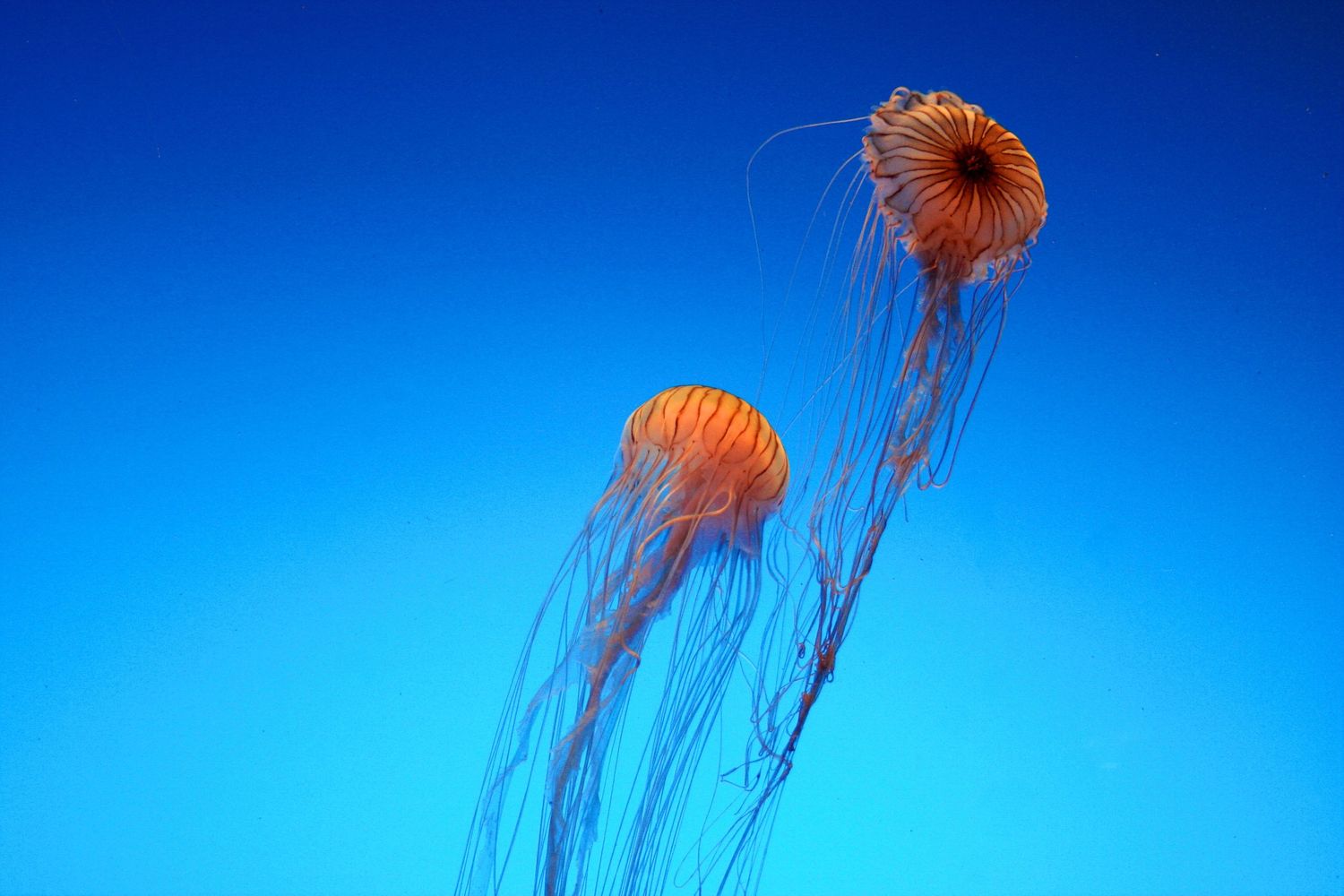 Orange jellyfish floating against vibrant blue ocean background.