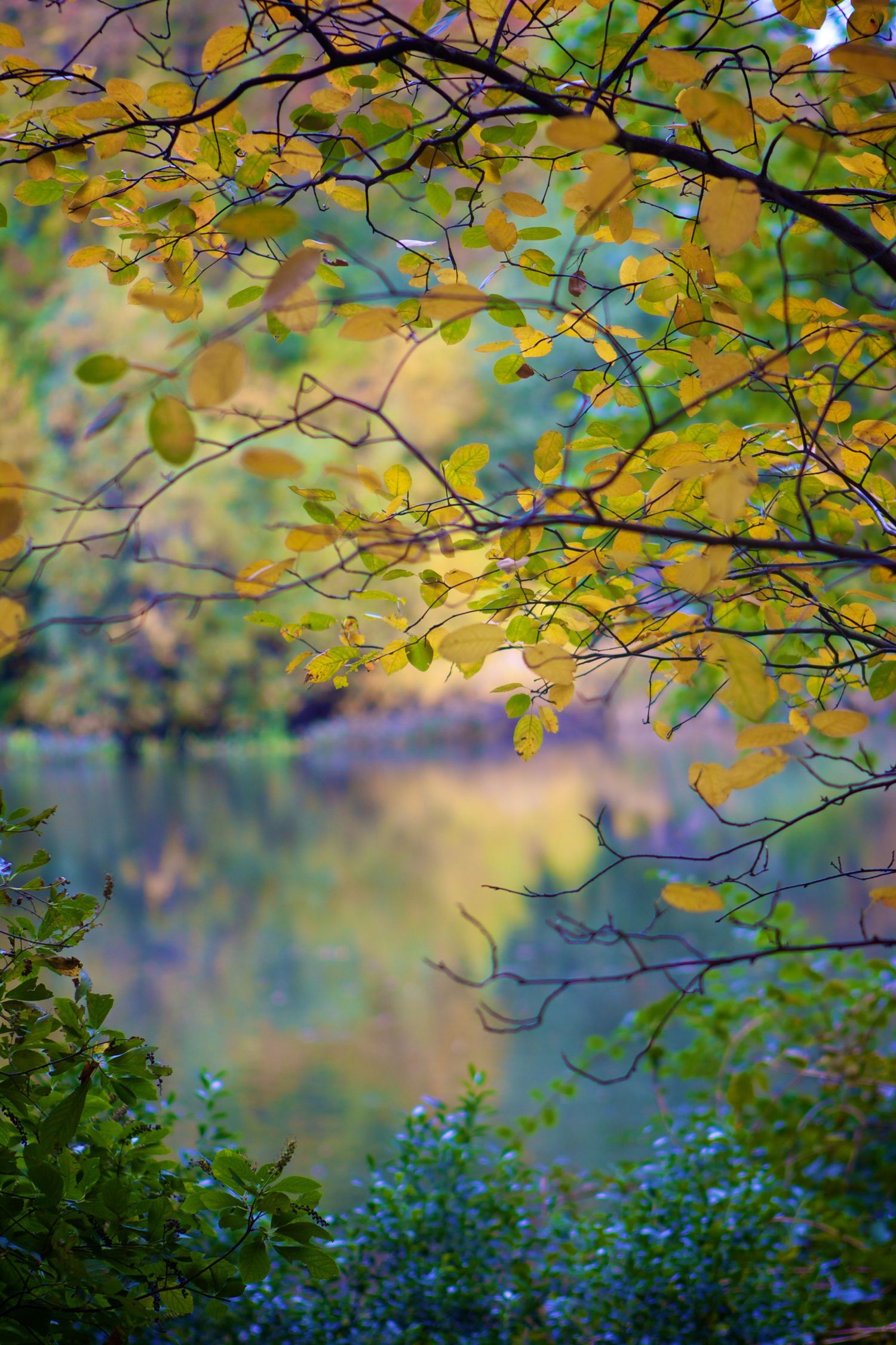 Autumn tree branches with yellow leaves creating a soft bokeh effect against blurred background.