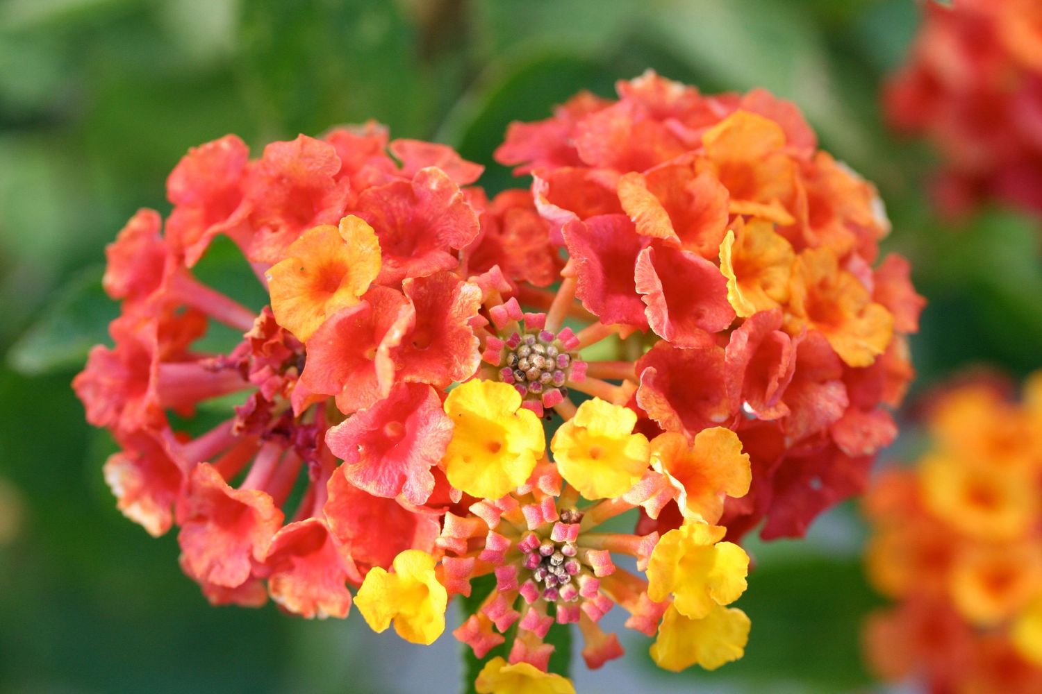 Colorful lantana flowers blooming in shades of orange, yellow and pink.
