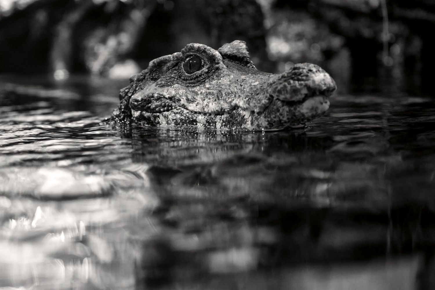 Close-up view of a crocodile's head emerging from dark rippling water.