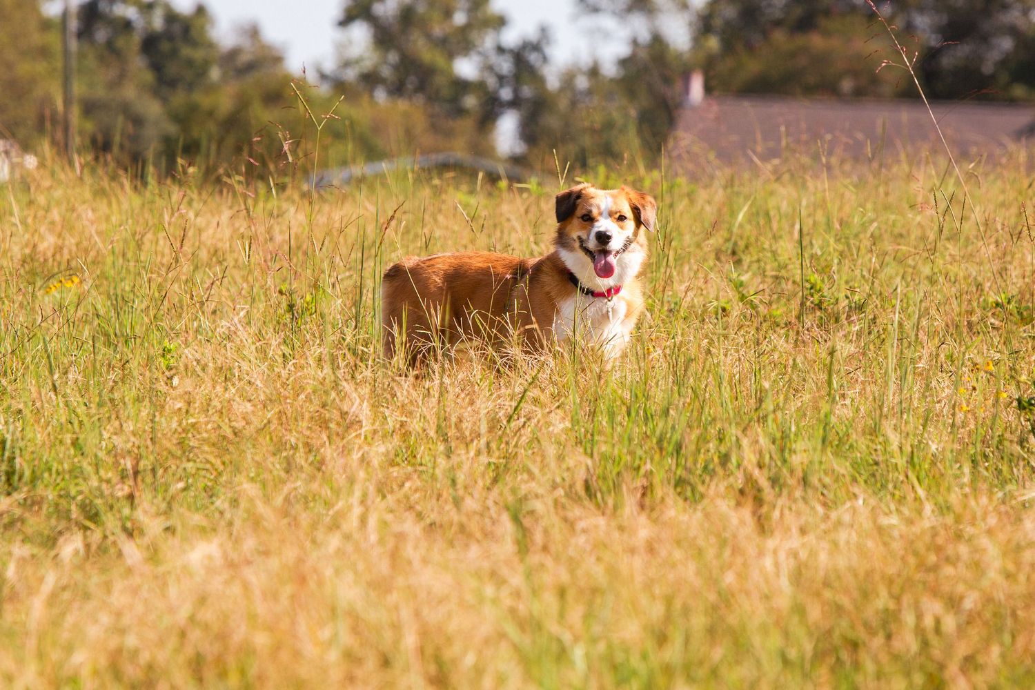 Dog sitting in tall golden grass during autumn season.