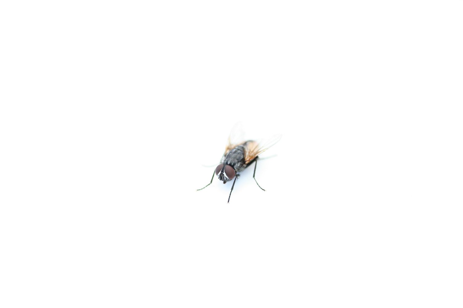 Close-up macro shot of a blue mosquito insect in flight.