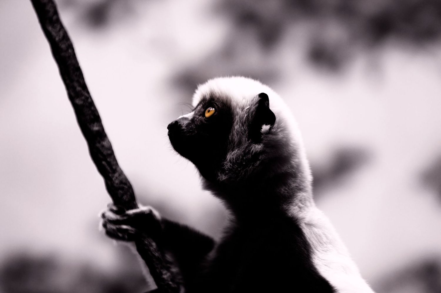 Silhouette of primate climbing branch in black and white photography.