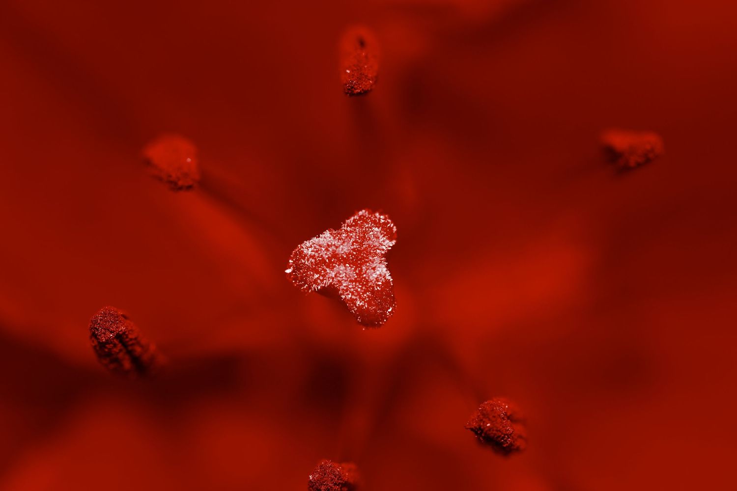 Flying insects silhouetted against deep red background.
