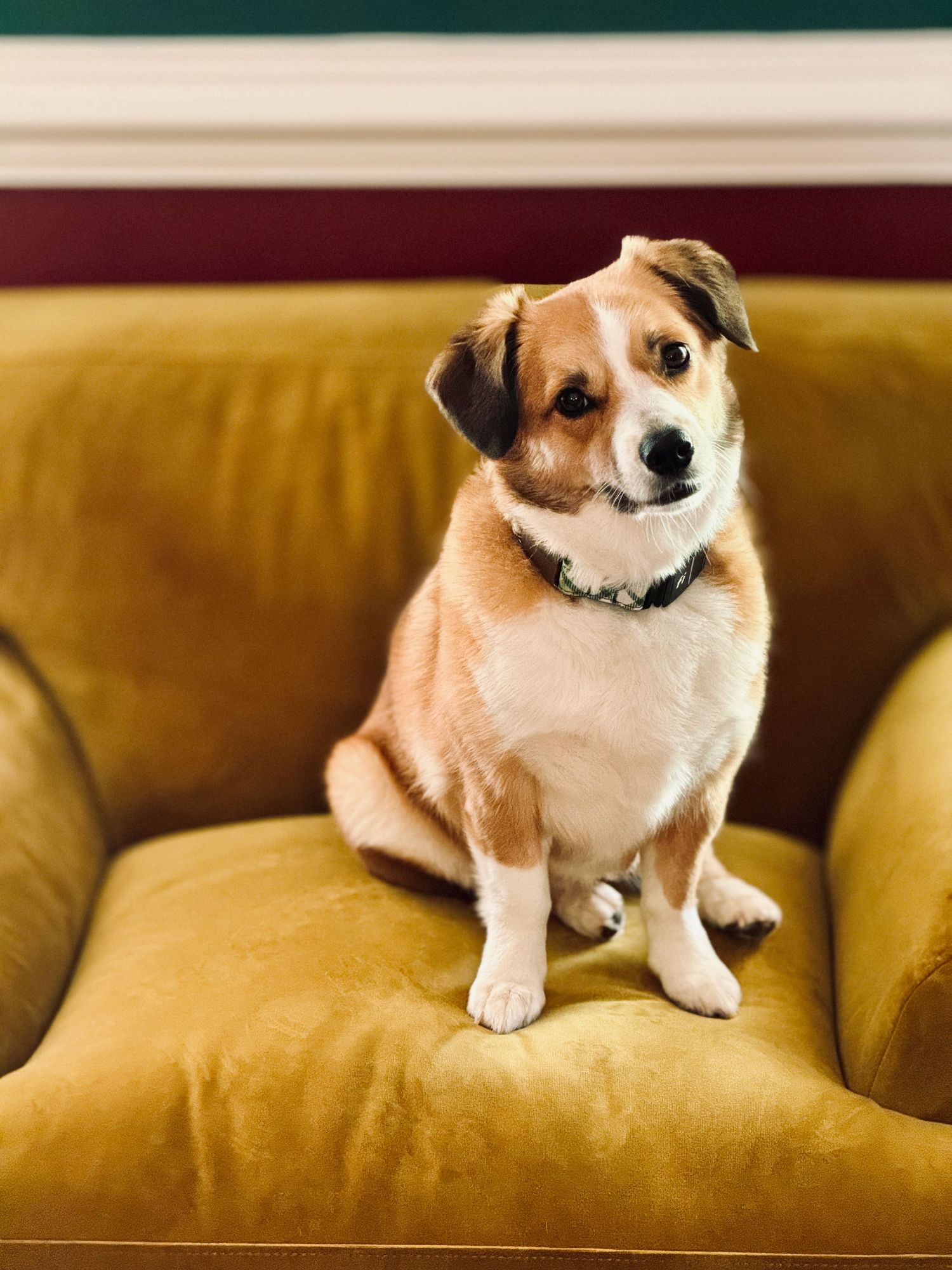 Small dog relaxing on yellow couch with content expression.