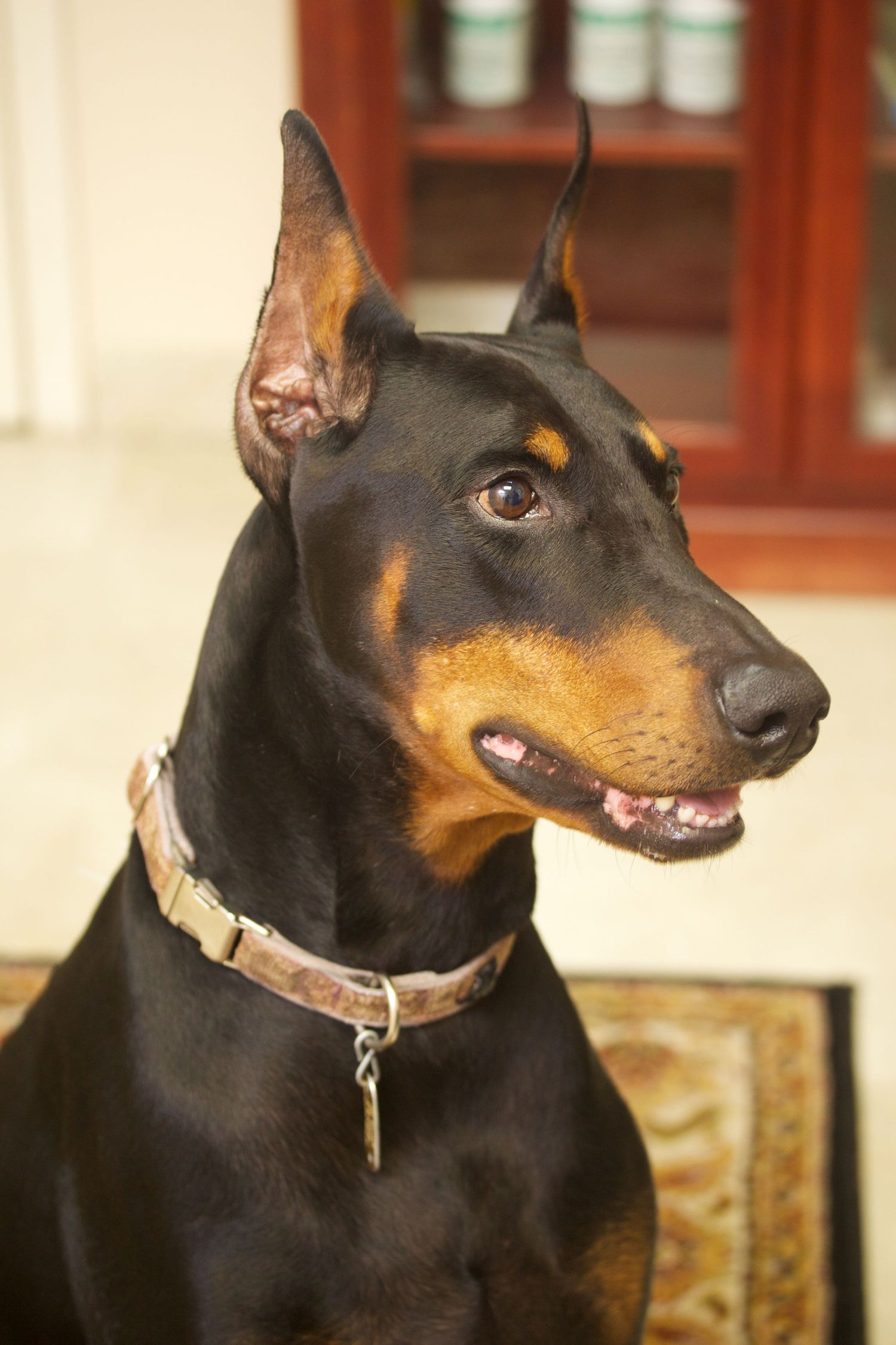 Multiple profile views of an alert Doberman Pinscher wearing a collar.