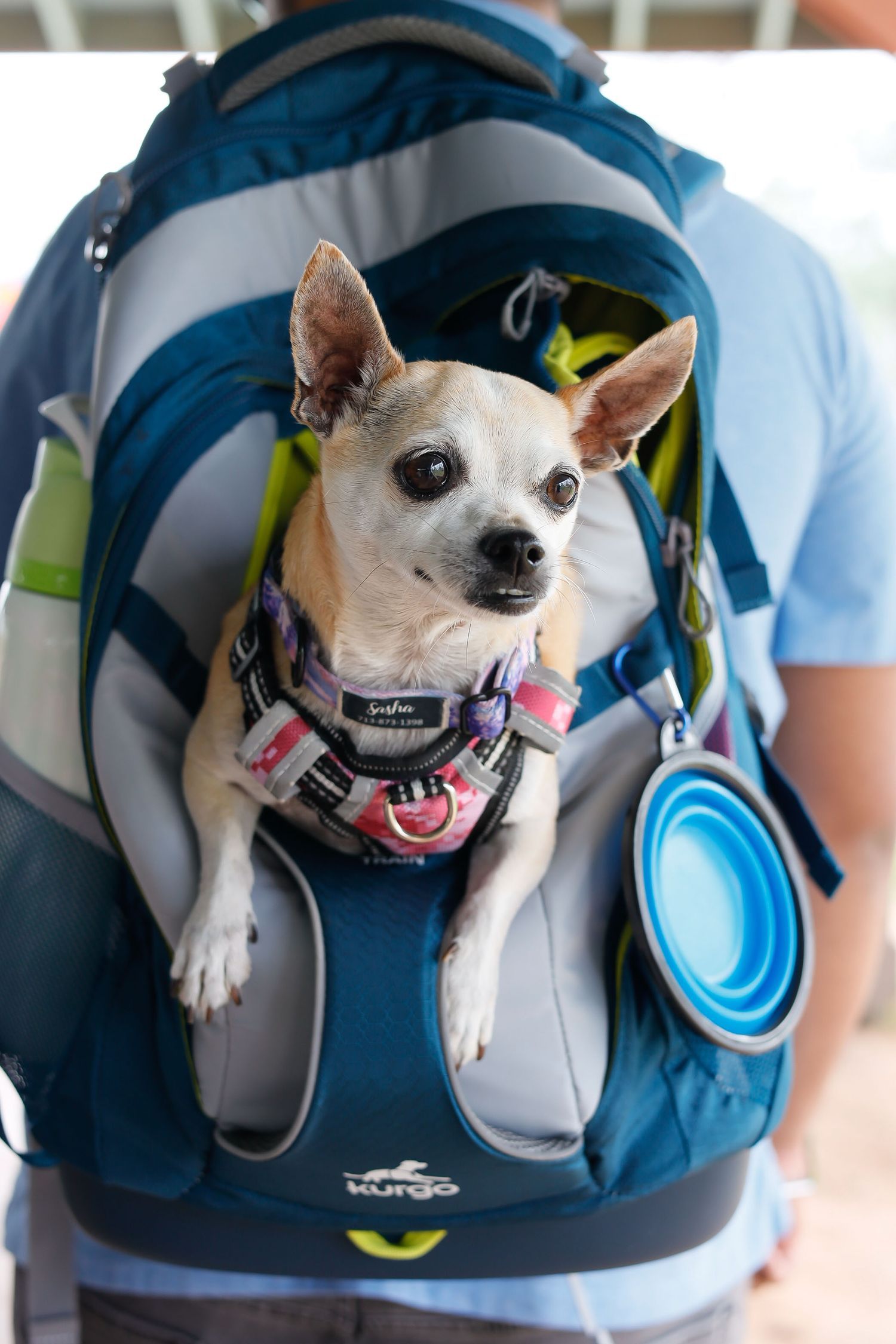 dog in a backpack