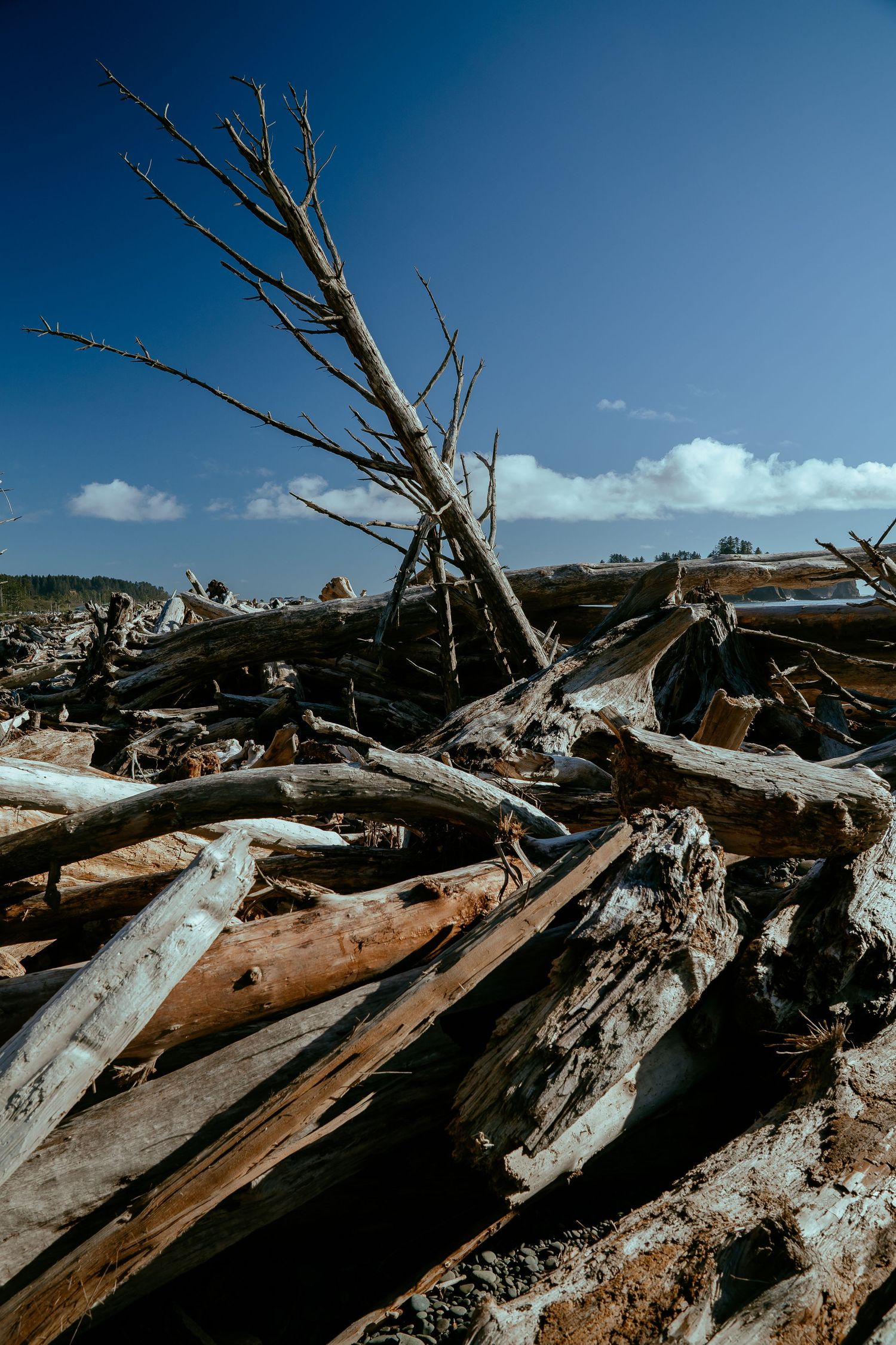 Fallen dead trees and driftwood scattered on a beach under blue sky with white clouds.