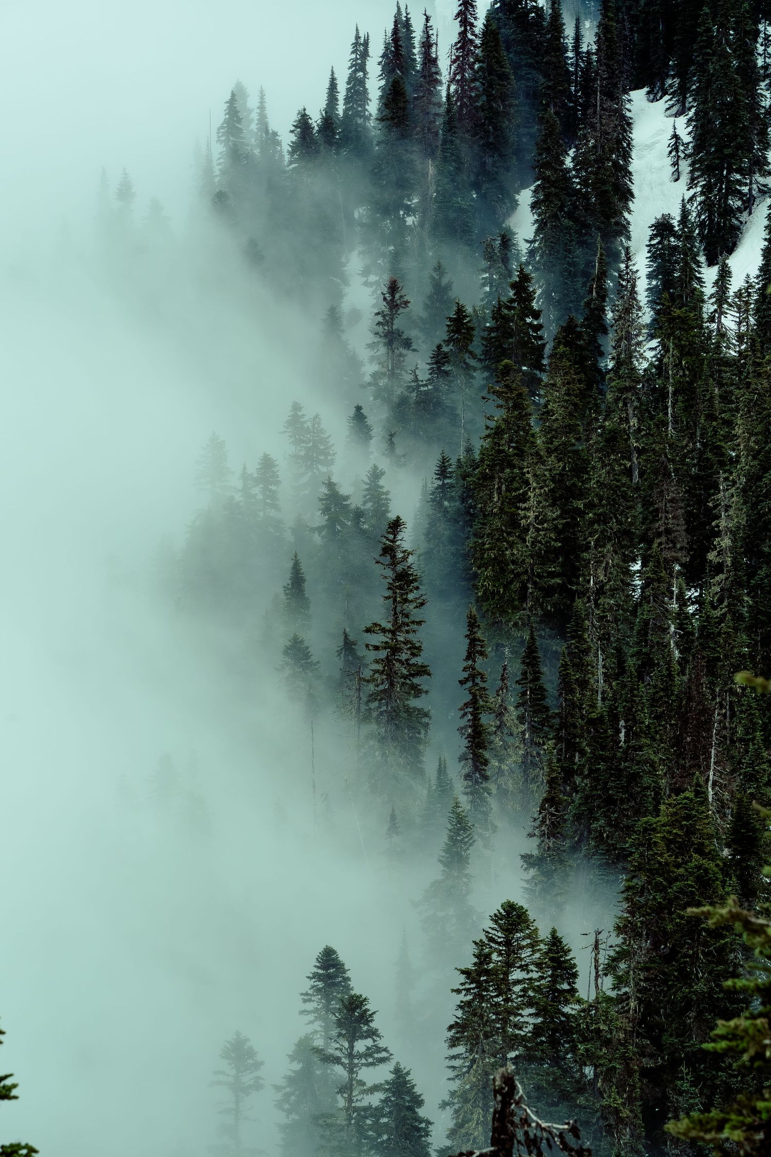 Misty evergreen forest with fog rolling through dense pine trees.