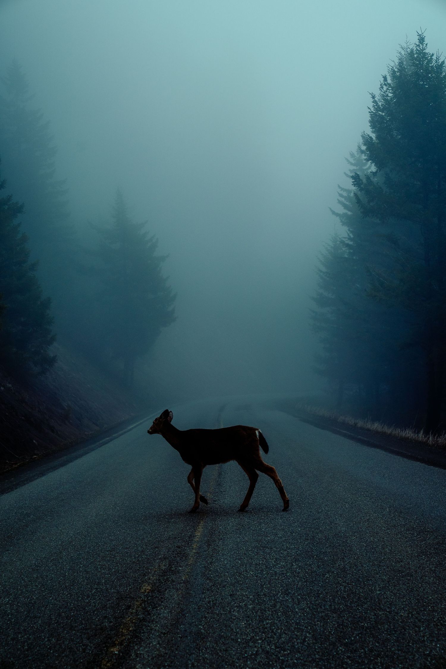 Silhouette of dog walking on foggy road surrounded by pine trees.