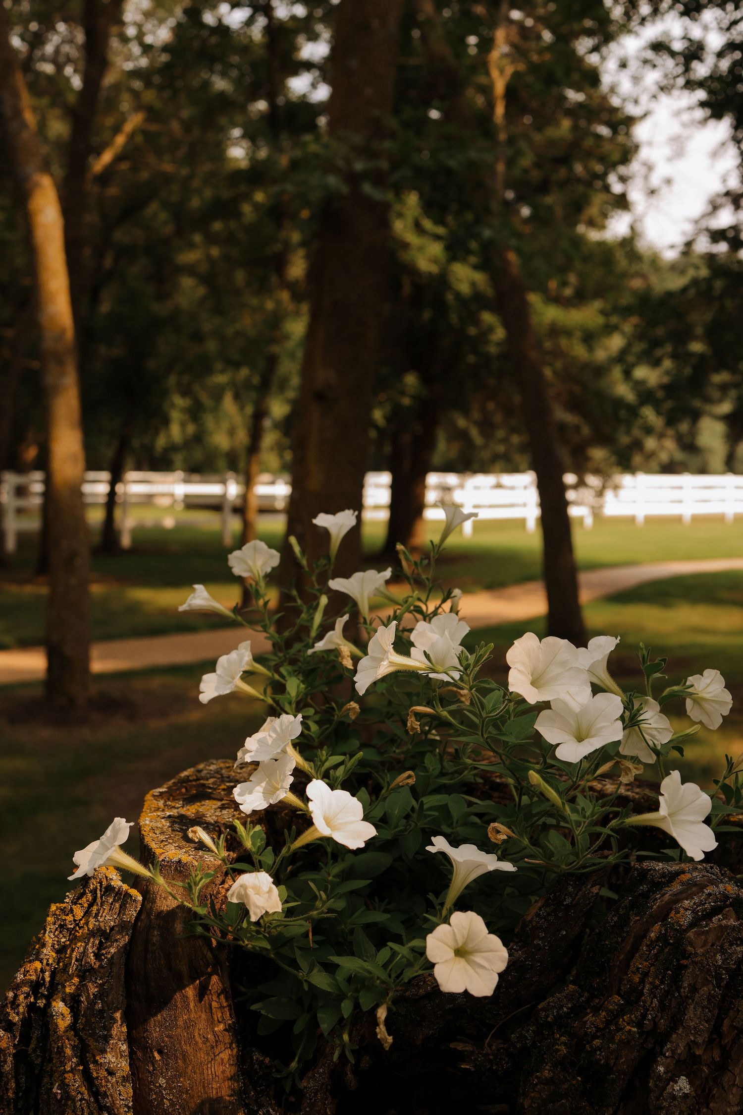 Alexandria Wedding Photographer