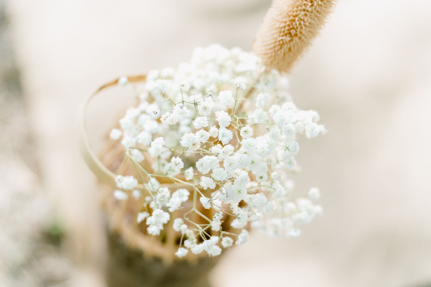 Delicate white baby's breath flowers in soft focus with beige dried plant stems against a light neutral background.