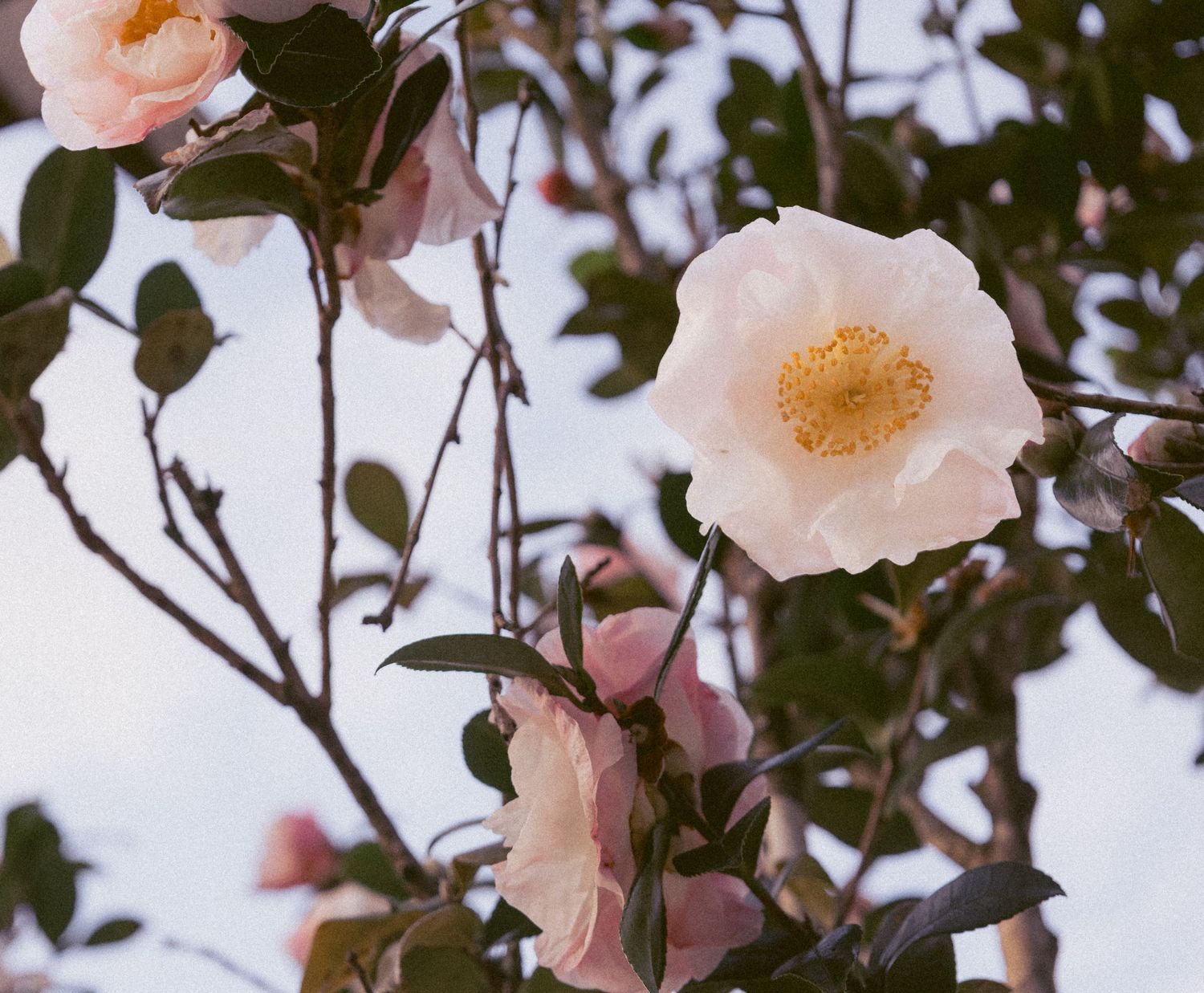 Delicate pink and white camellia flowers blooming on branches against a soft sky background.