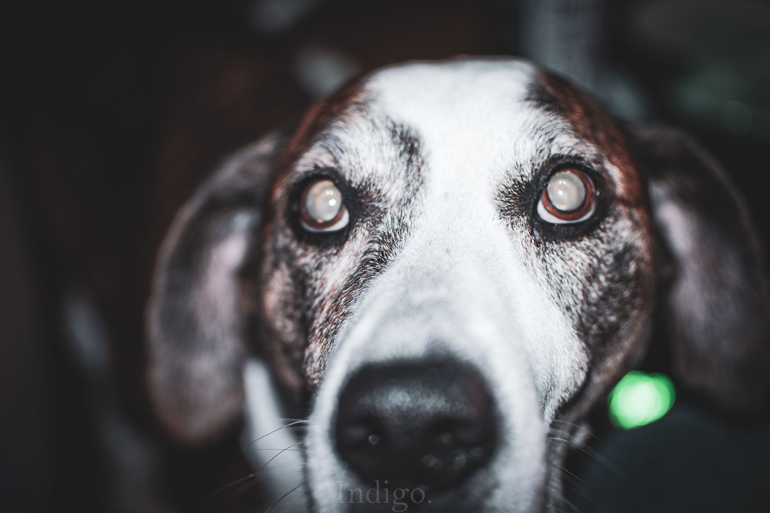 Close-up shot of a dog's eyes with one eye reflecting green light.