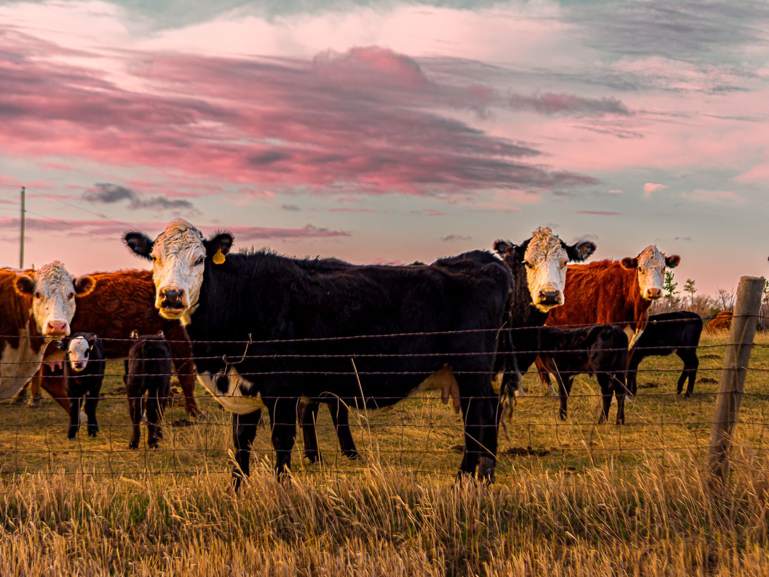 Herd of cattle grazing in a grassy field at sunset with pink and orange sky.