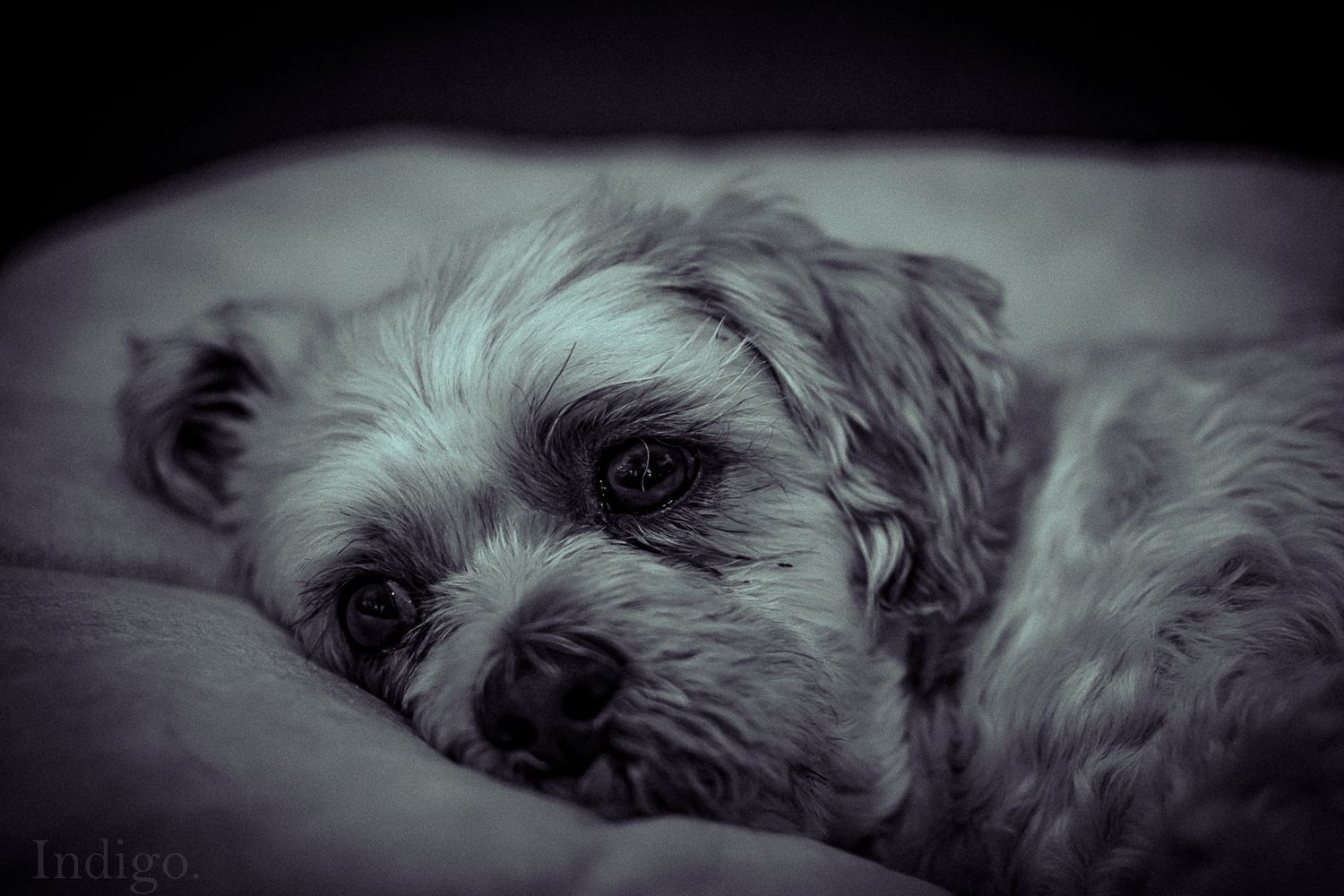 Moody black and white portrait of a sleeping dog in low light.