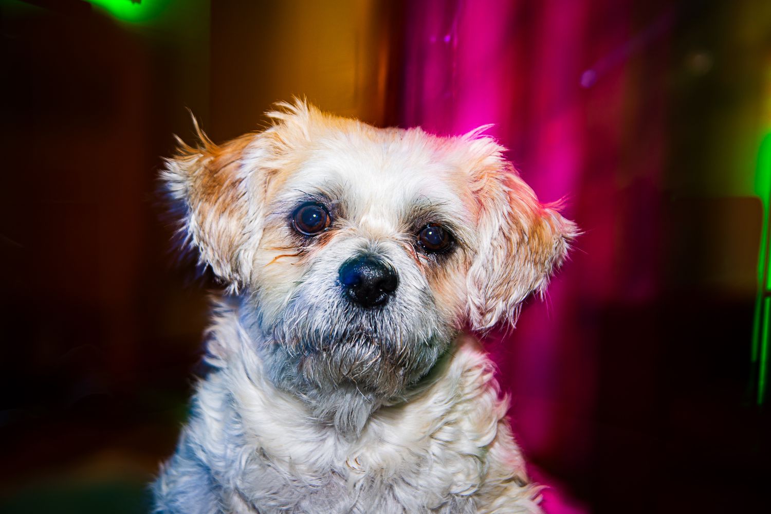 Small white fluffy dog with expressive eyes against a pink and green blurred background.
