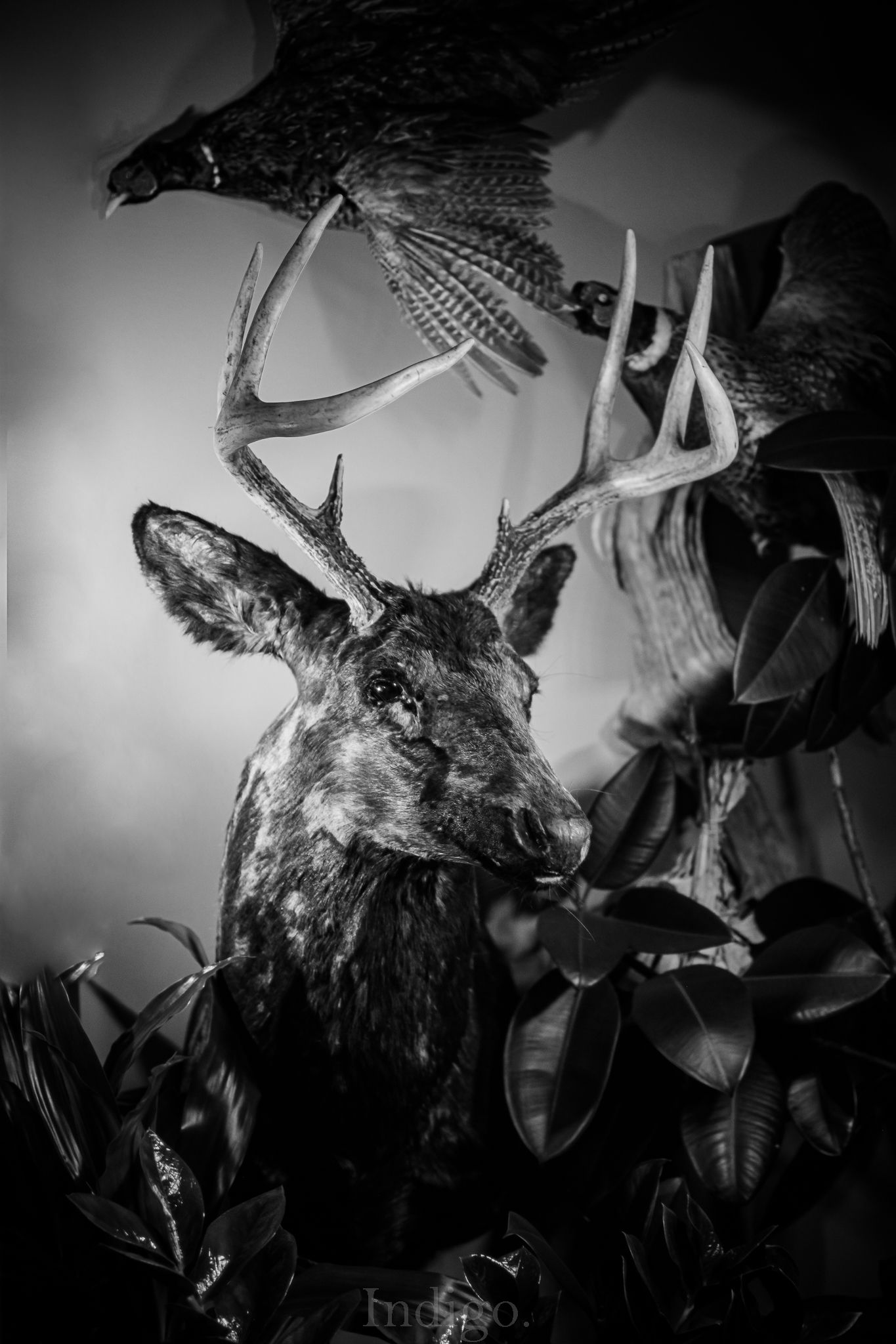 Black and white taxidermy display of a deer head with a bird mounted above it among foliage.