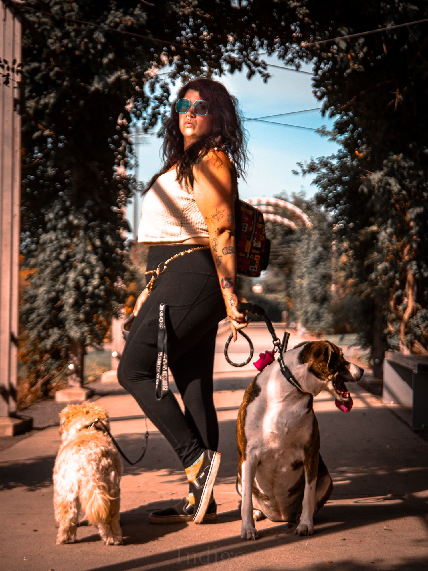 Dogs walking along a sunlit path during golden hour.