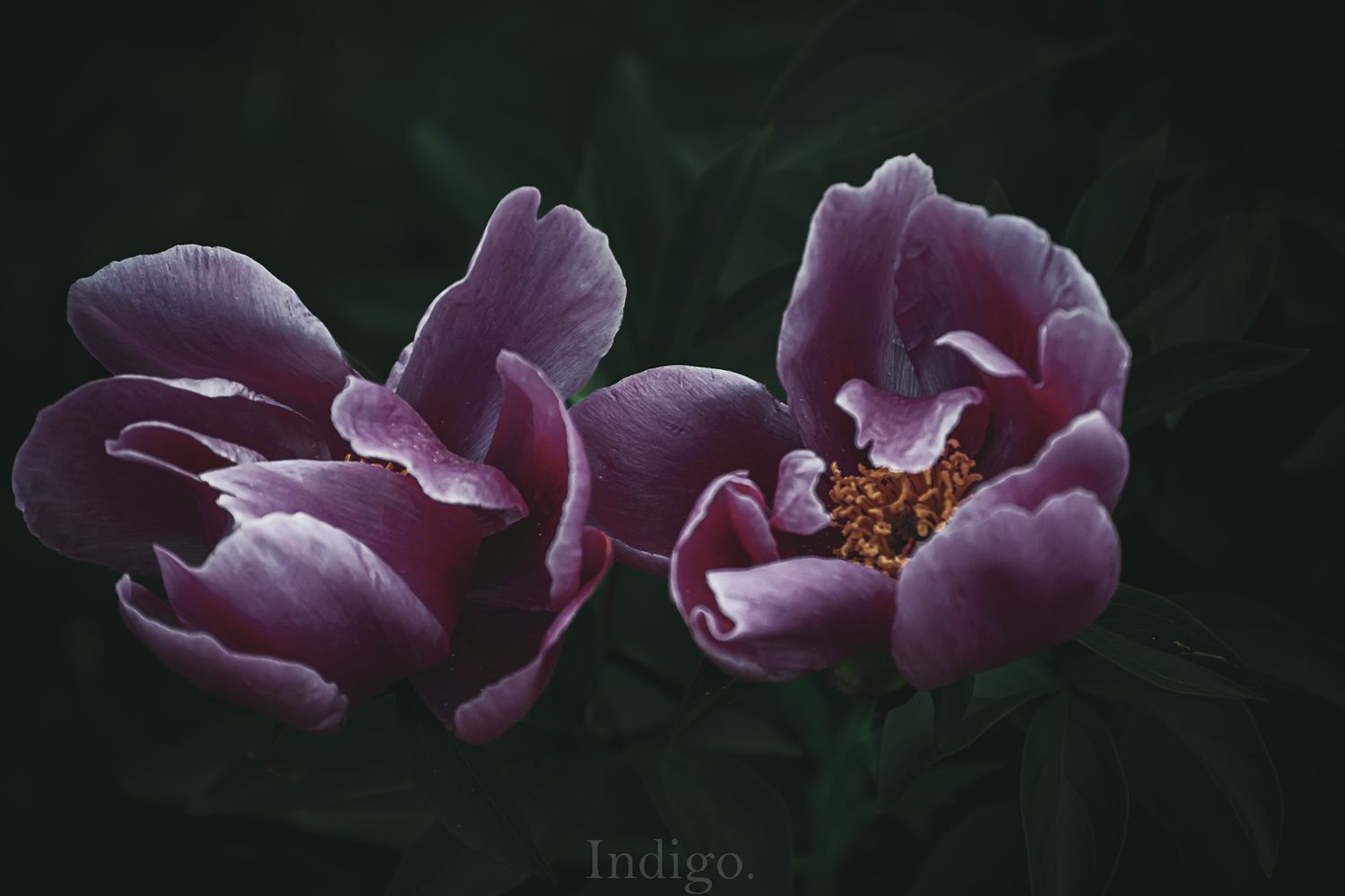 Purple flowers with delicate petals bloom against a dark background in a moody botanical photograph.