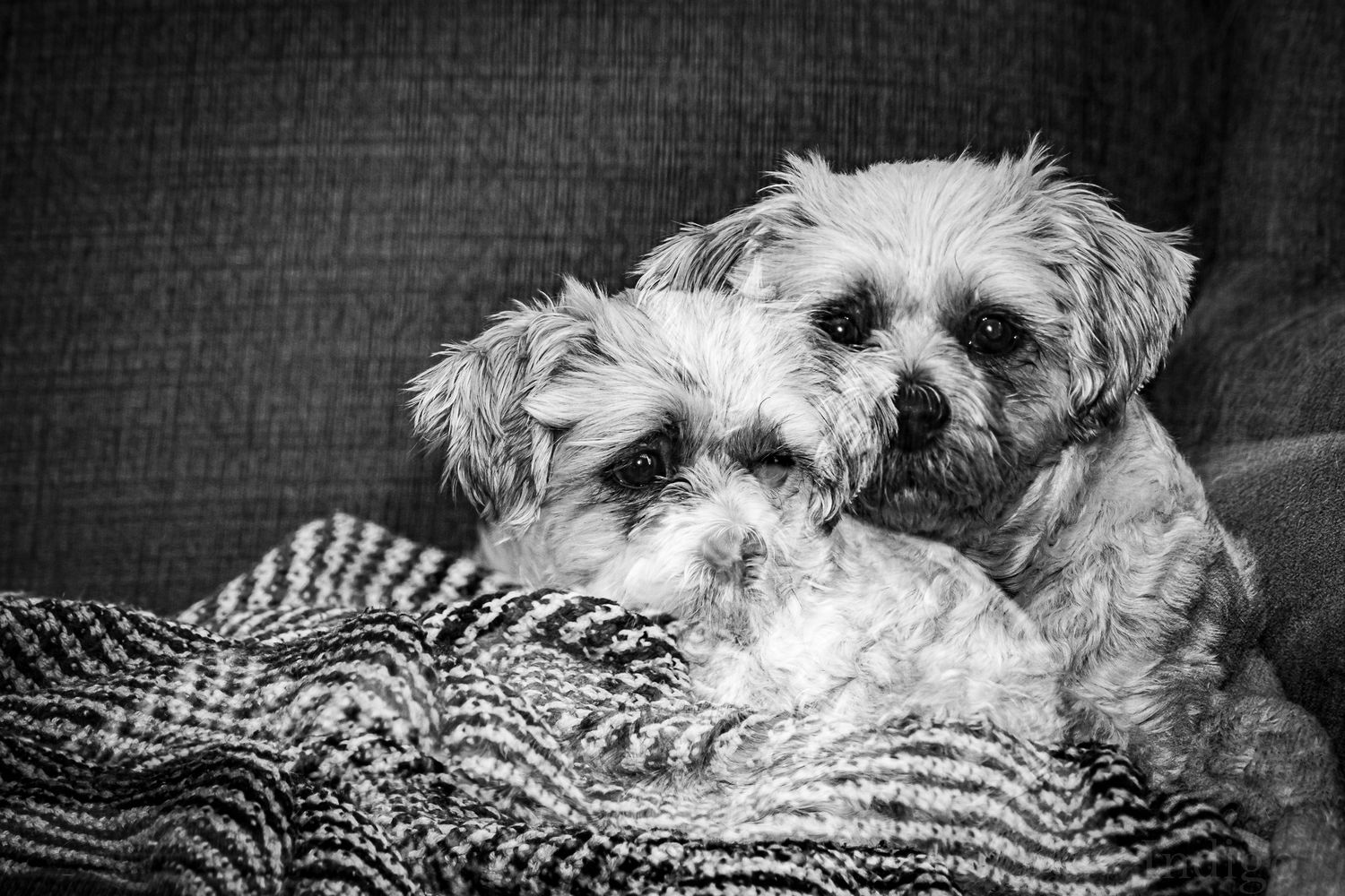 Small white fluffy dog sleeping peacefully on a striped blanket in black and white.