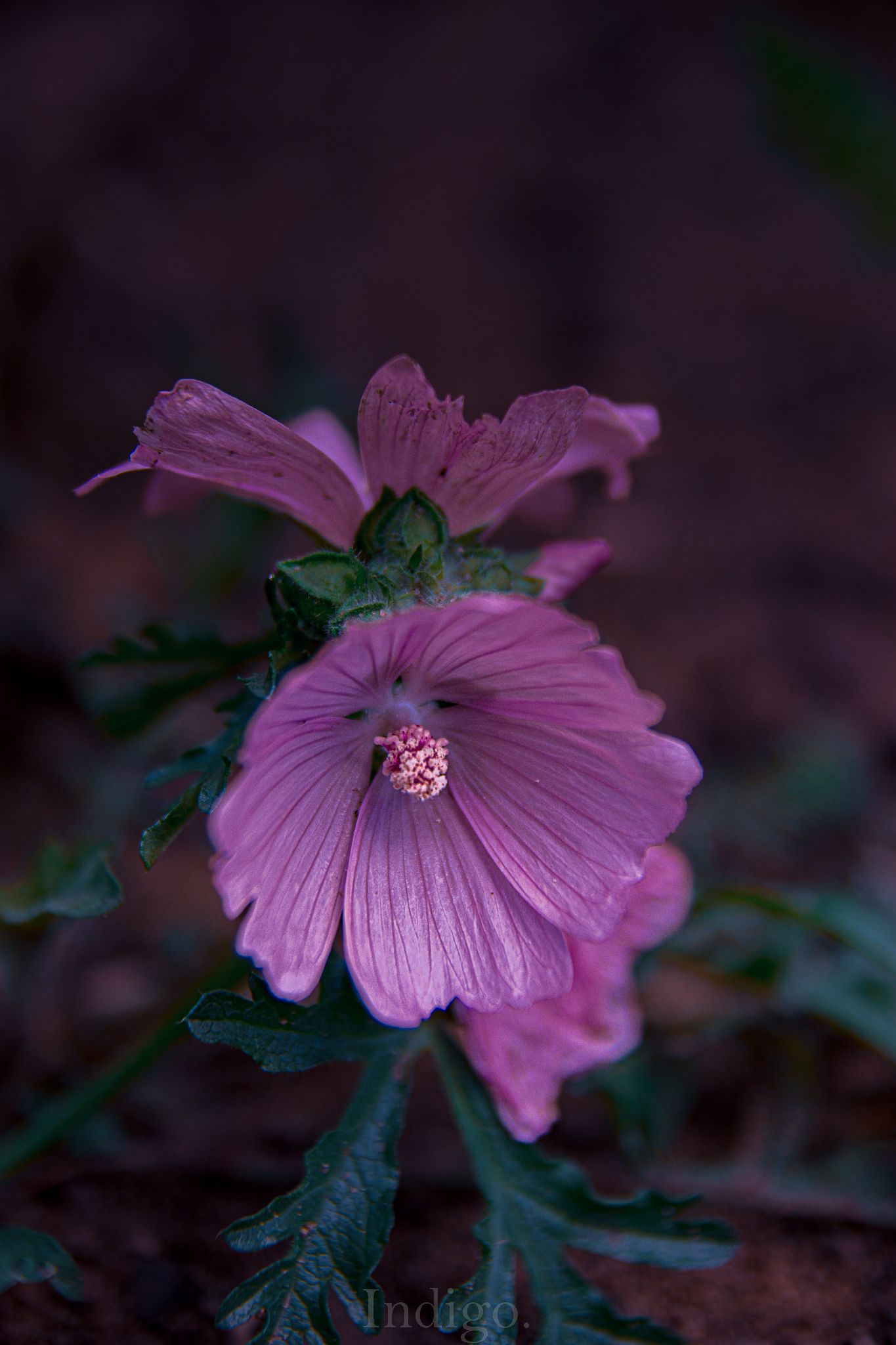 Close-up sequence of pink mallow flowers with dark green leaves against a blurred background.