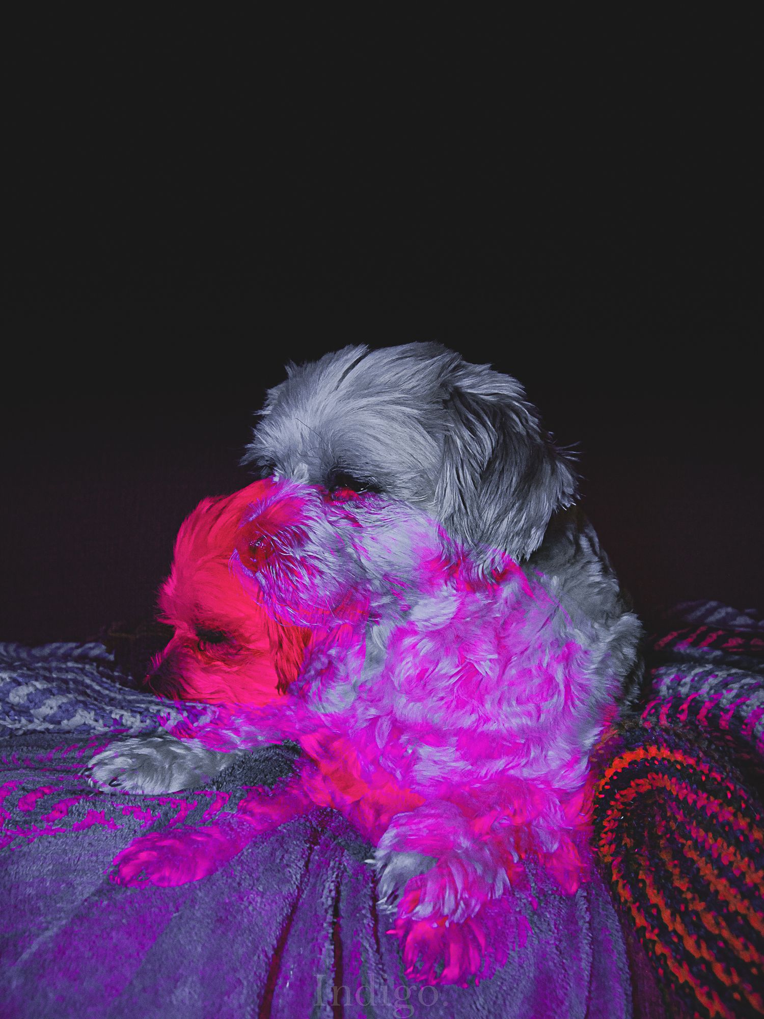Colorful feather boa in hot pink and gray creates a vibrant pattern against a dark background.