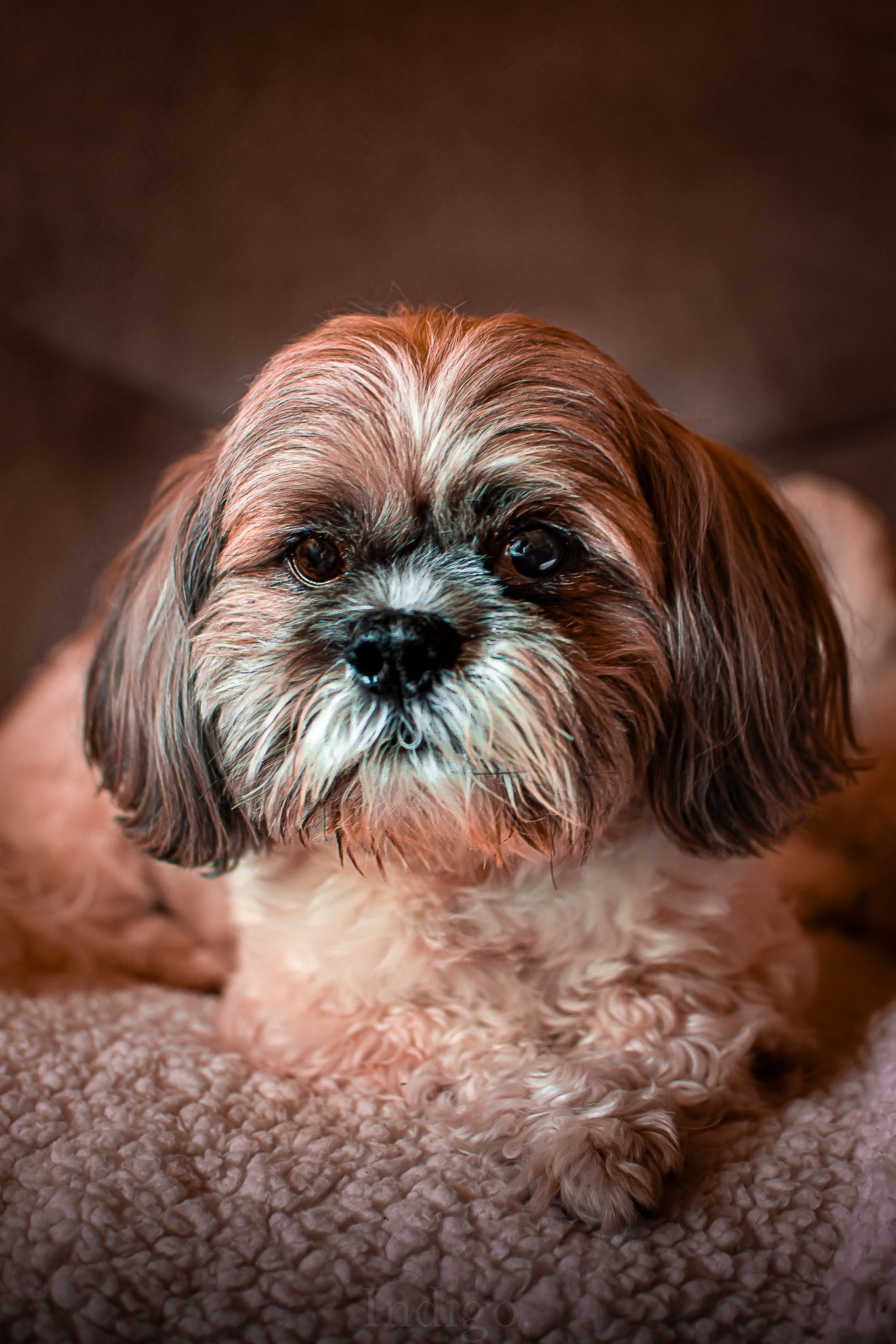 Close-up view of a Shih Tzu dog's face resting on carpet.