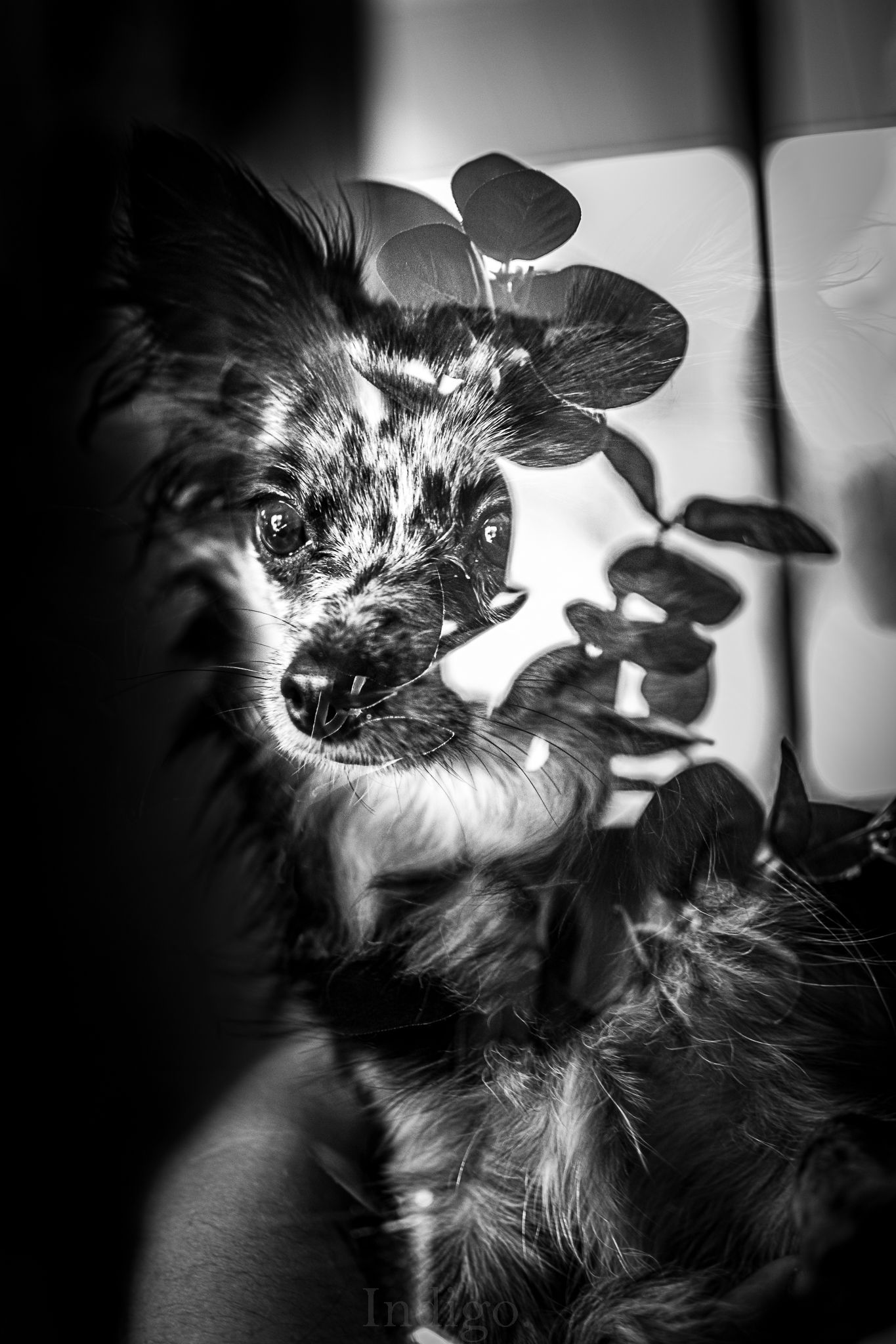 Black and white portrait of a small dog with dramatic lighting.
