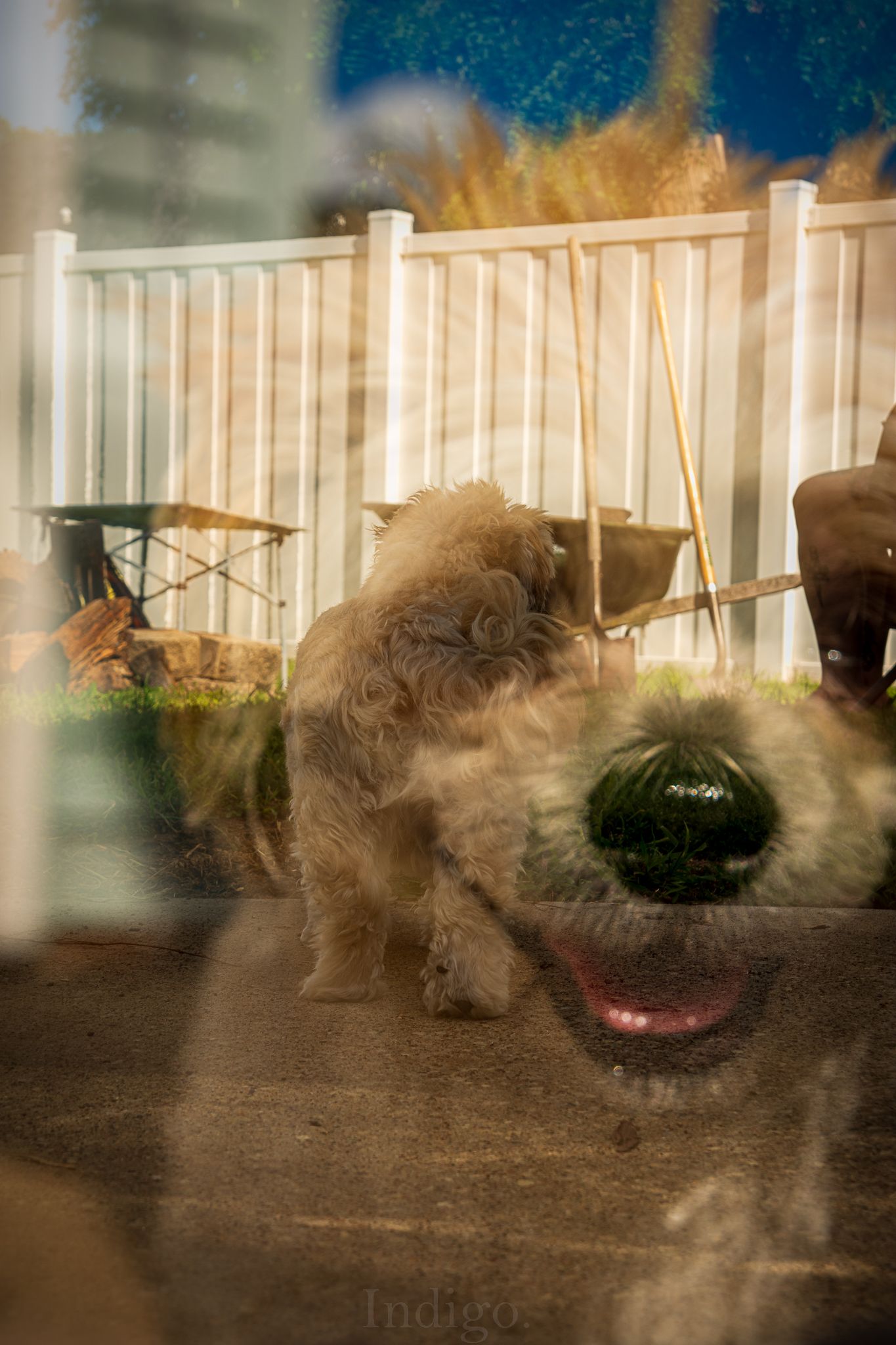 Blurry motion shot of a dog running past a white picket fence.