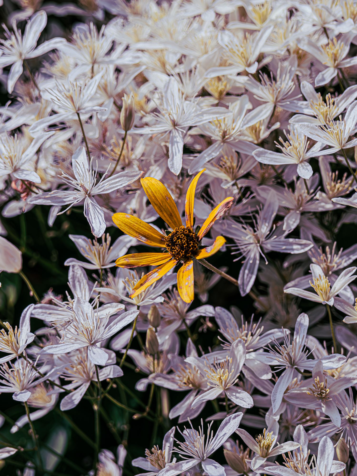 A vibrant yellow wildflower stands out among delicate white star-shaped blooms in a garden setting.