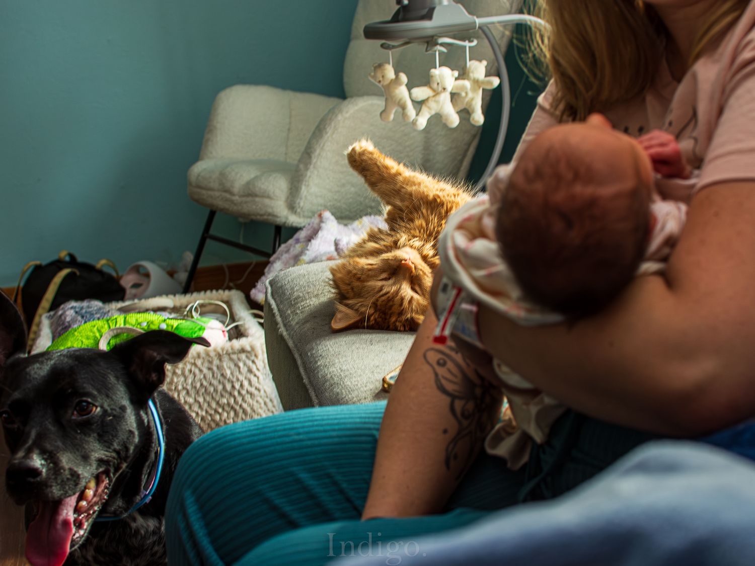 Pet receiving care in a medical setting with visible equipment and supplies.