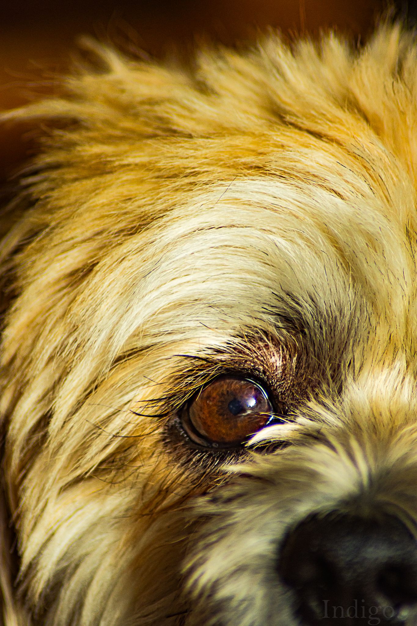 Extreme close-up of a dog's eye and fur in golden tones.