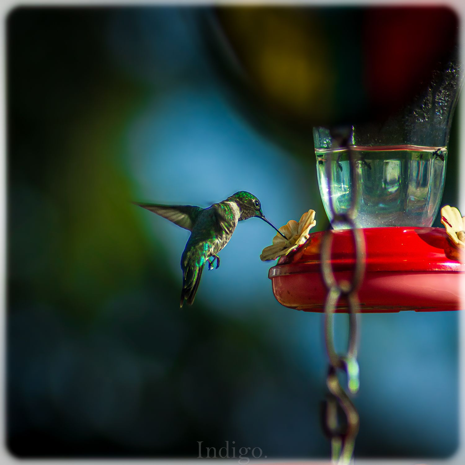 A hummingbird hovers near a red nectar feeder against a blurred background with vibrant bokeh effect.