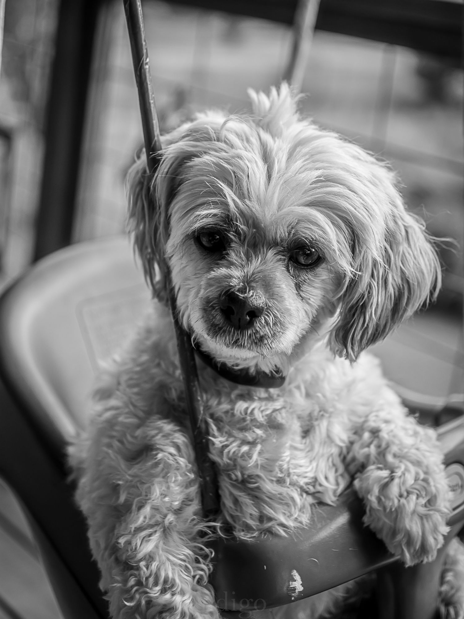 Black and white portrait of a small fluffy white dog with scruffy fur.