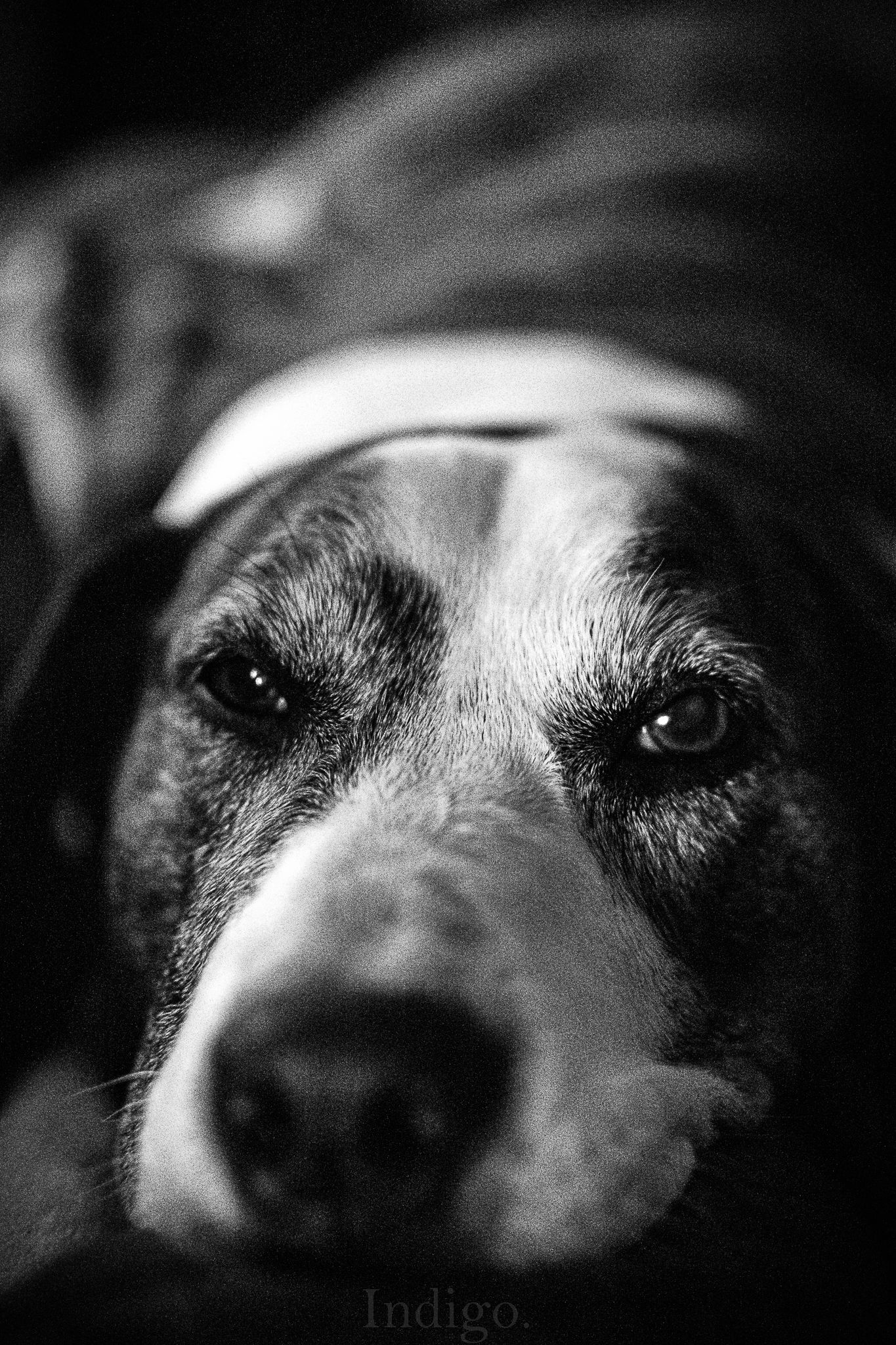 Dramatic black and white close-up of a dog's eyes and nose.