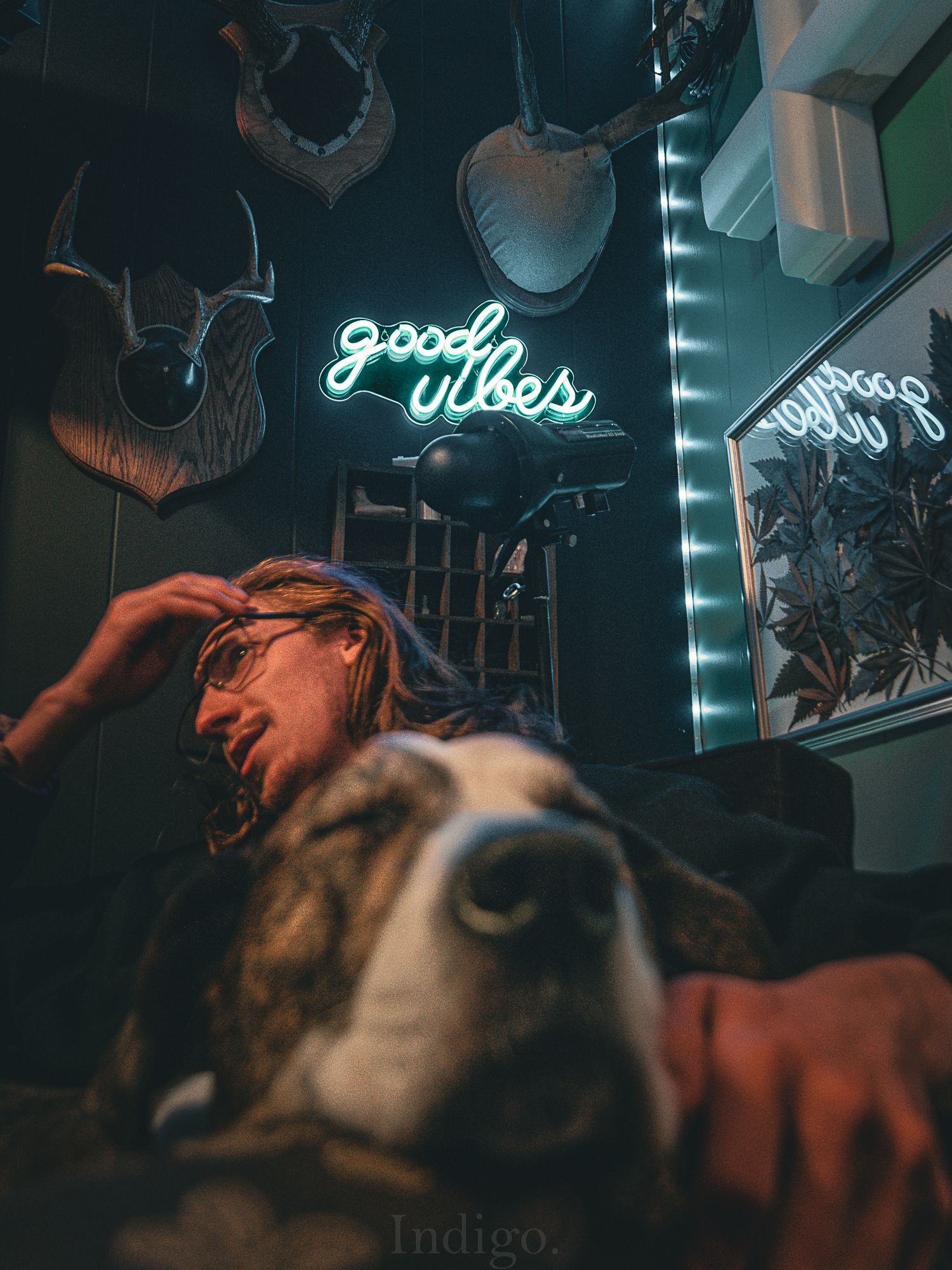 Close-up of a dog resting in dim lighting with neon signs visible in background.