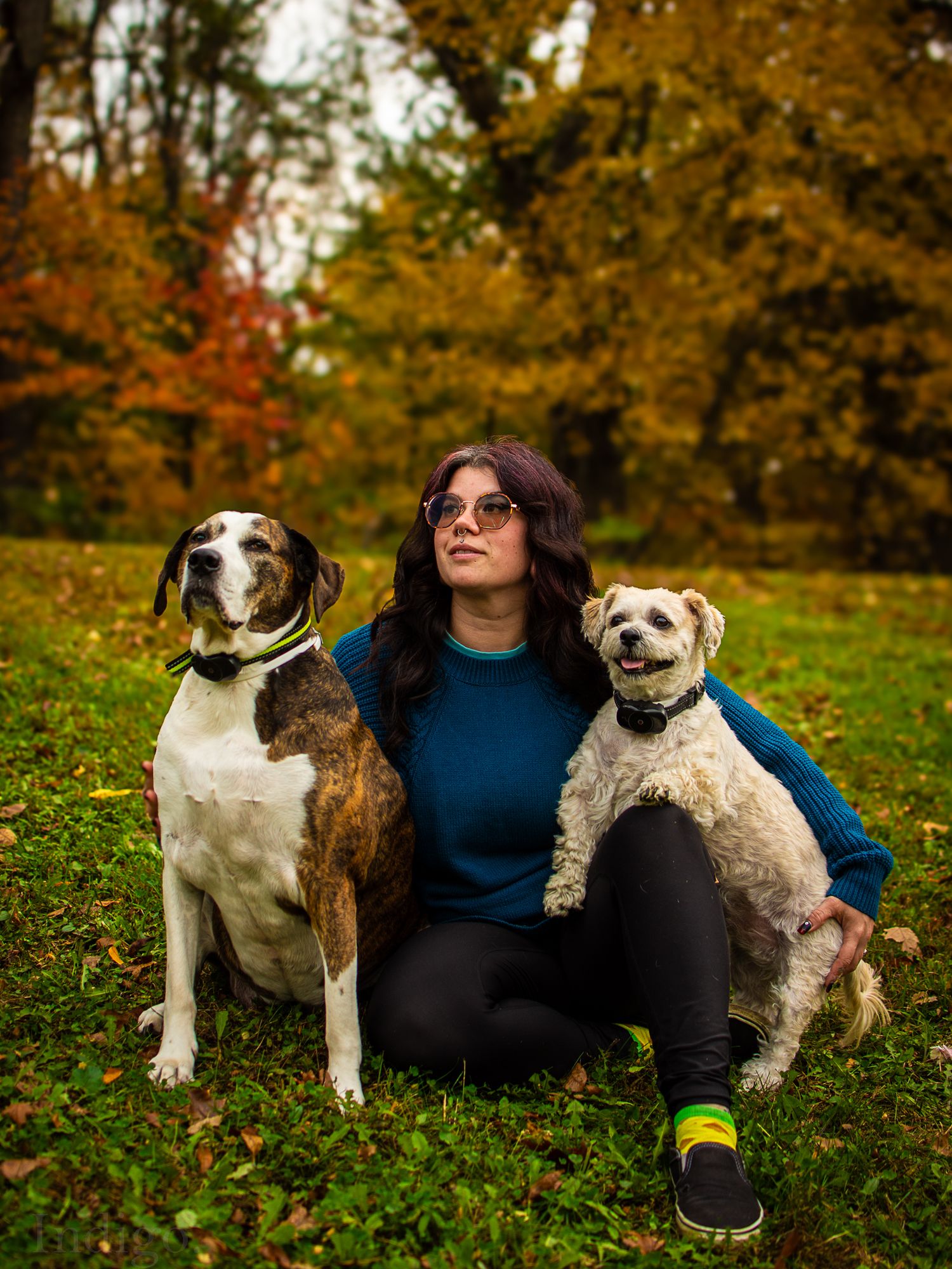 Dogs and companion relaxing on grass during autumn day.