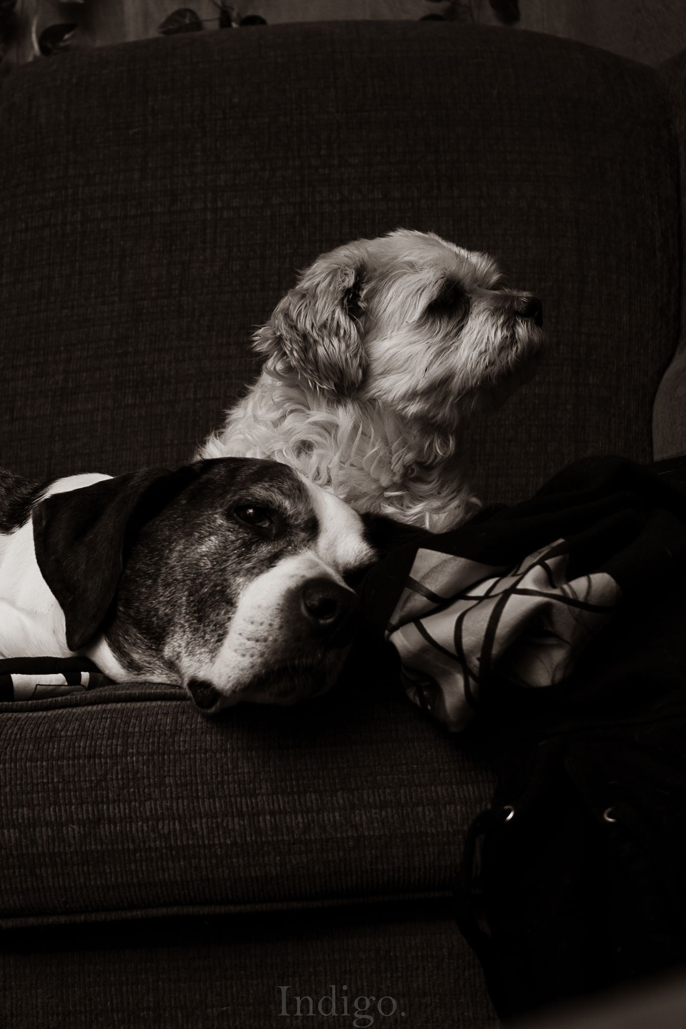 A dog resting peacefully on a dark sofa in dramatic black and white lighting.