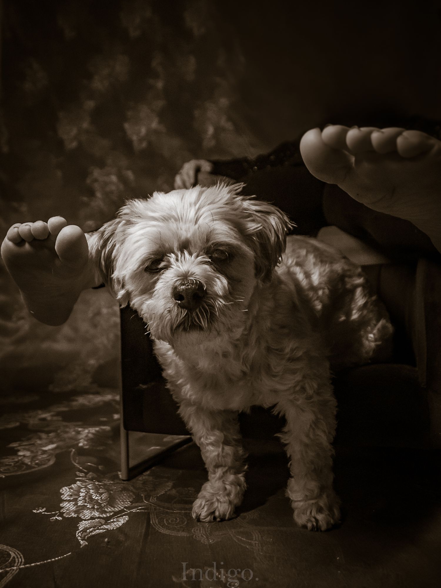 A small white dog sits in a dark moody setting captured in black and white photography with dramatic lighting.